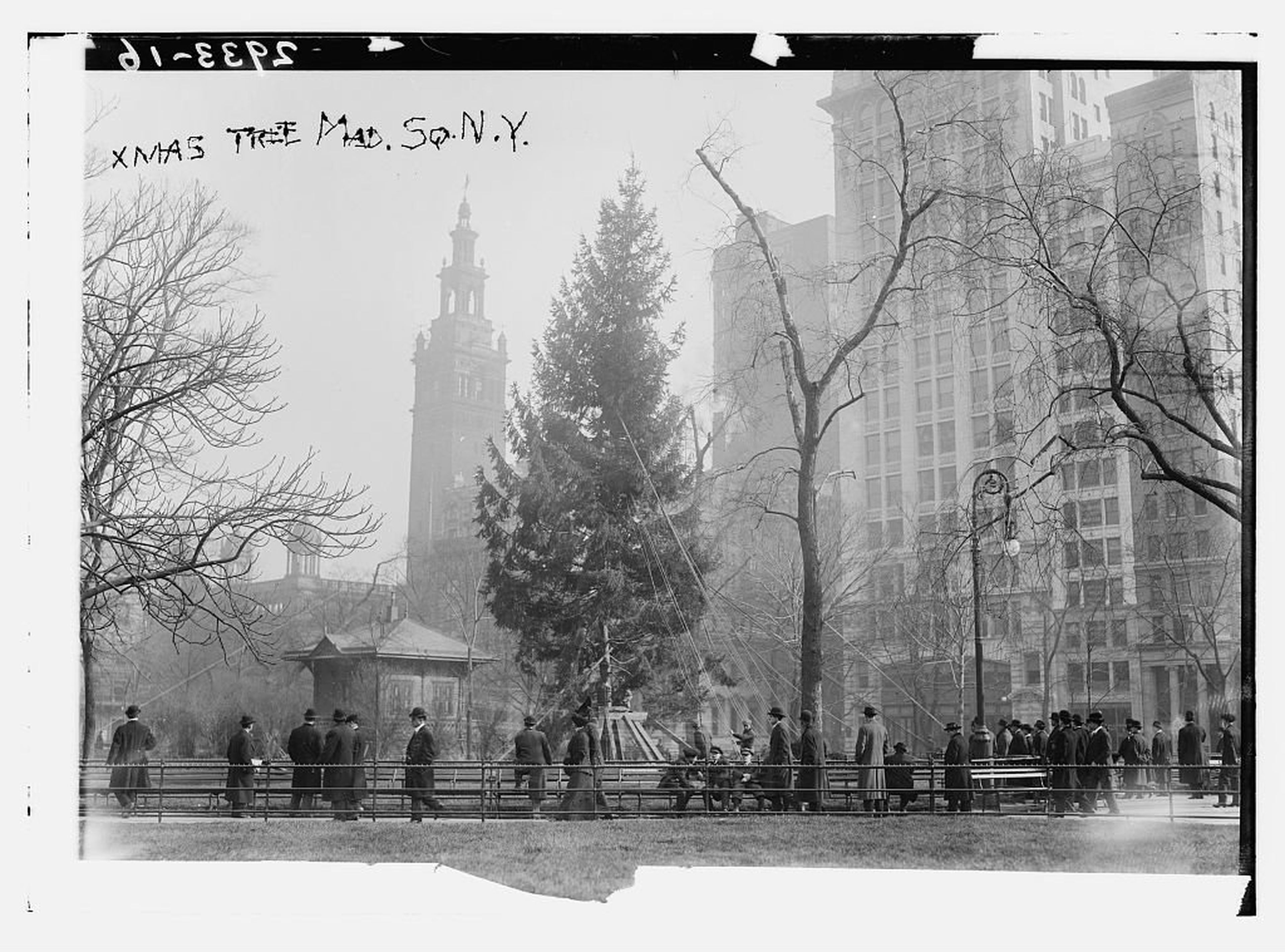 Compras vintage-La ciudad de Nueva York iza un árbol de Navidad en Madison Square