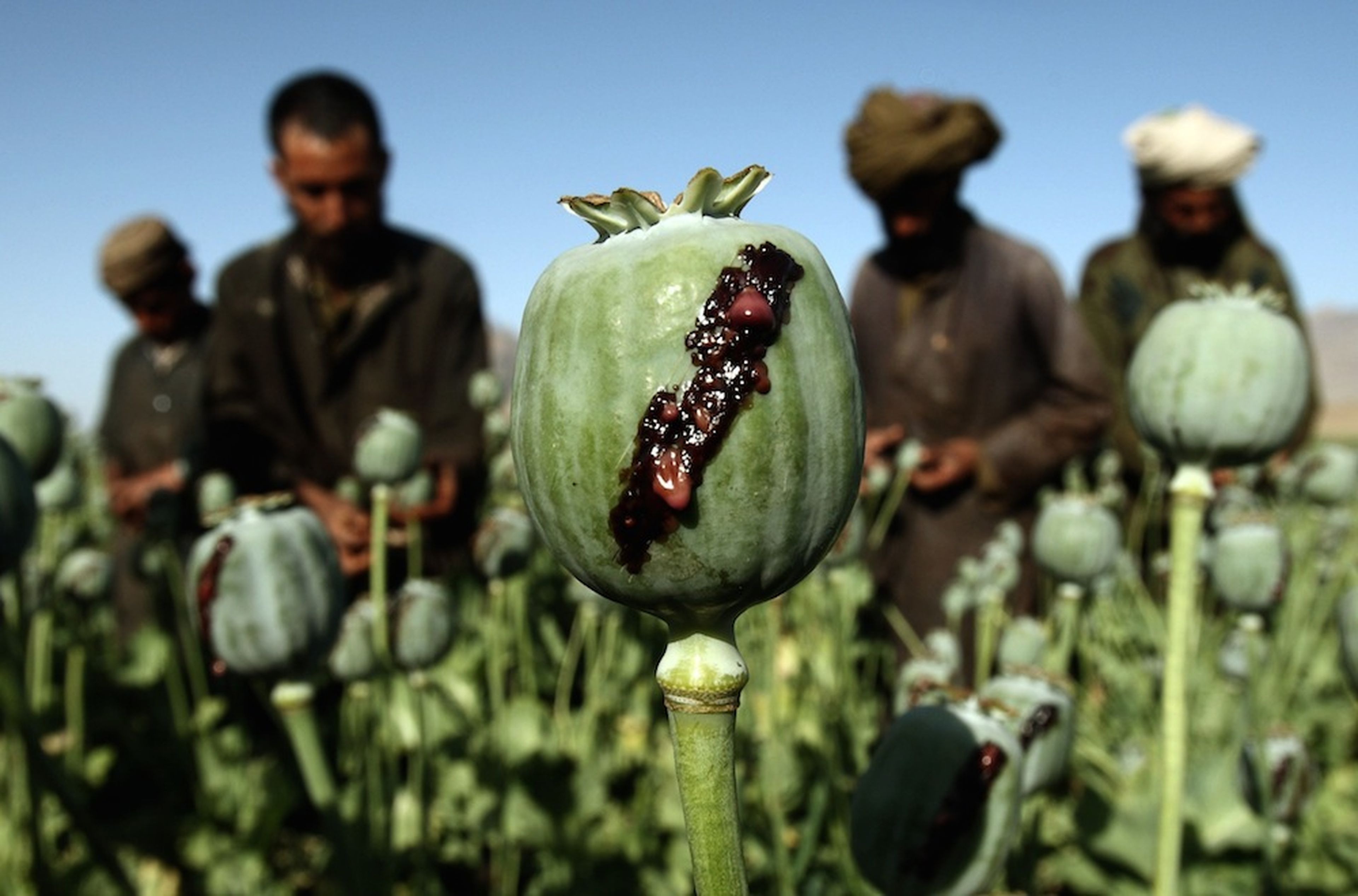 Afganos recolectan opio en un campo de amapolas, en una aldea del distrito de Golestan en la provincia de Farah, el 5 de mayo de 2009.