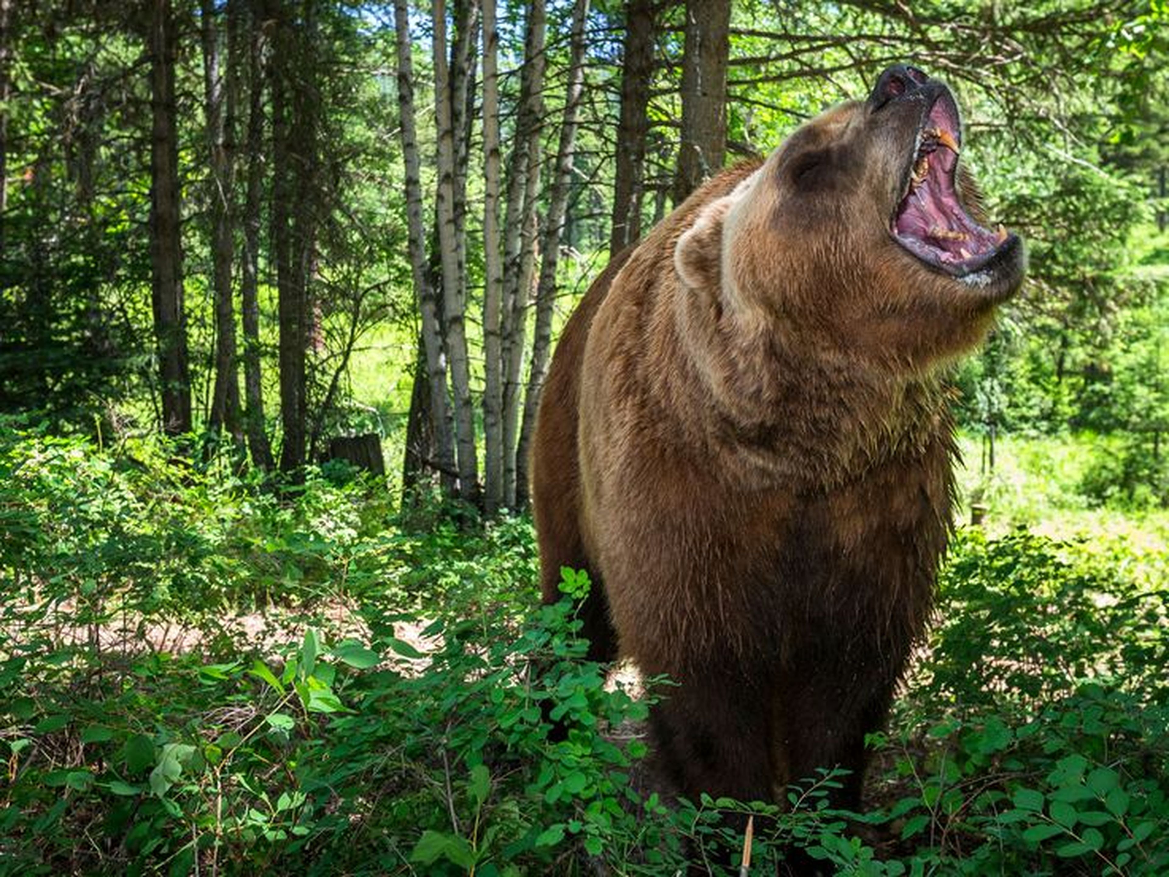 "Enfréntate al oso" es particularmente sorprendente la primera vez que los participantes se lo encuentran.