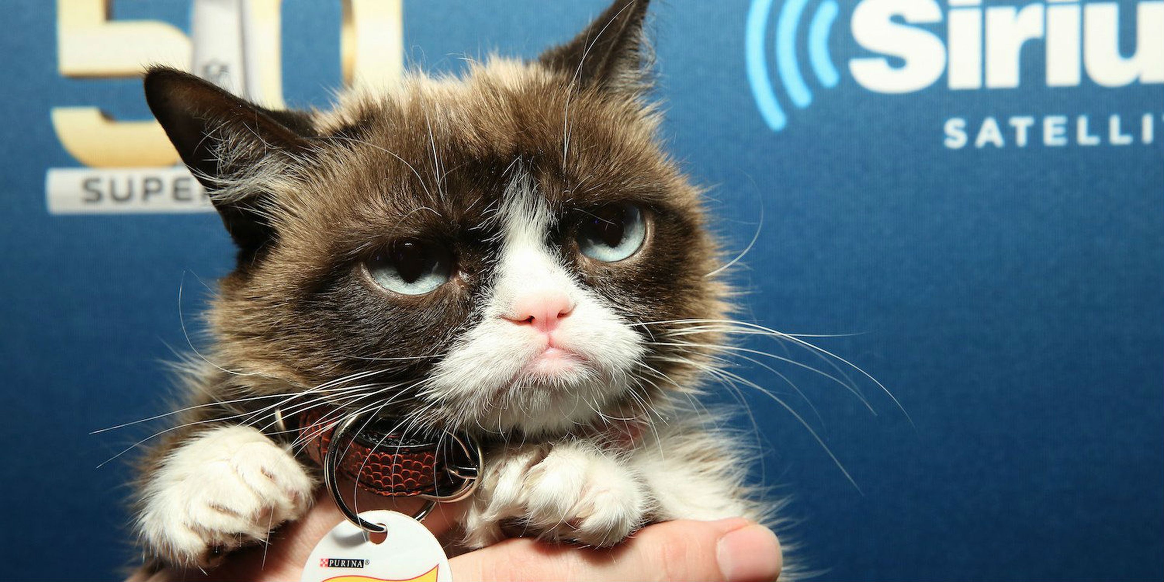 Grumpy Cat en febrero de 2016.