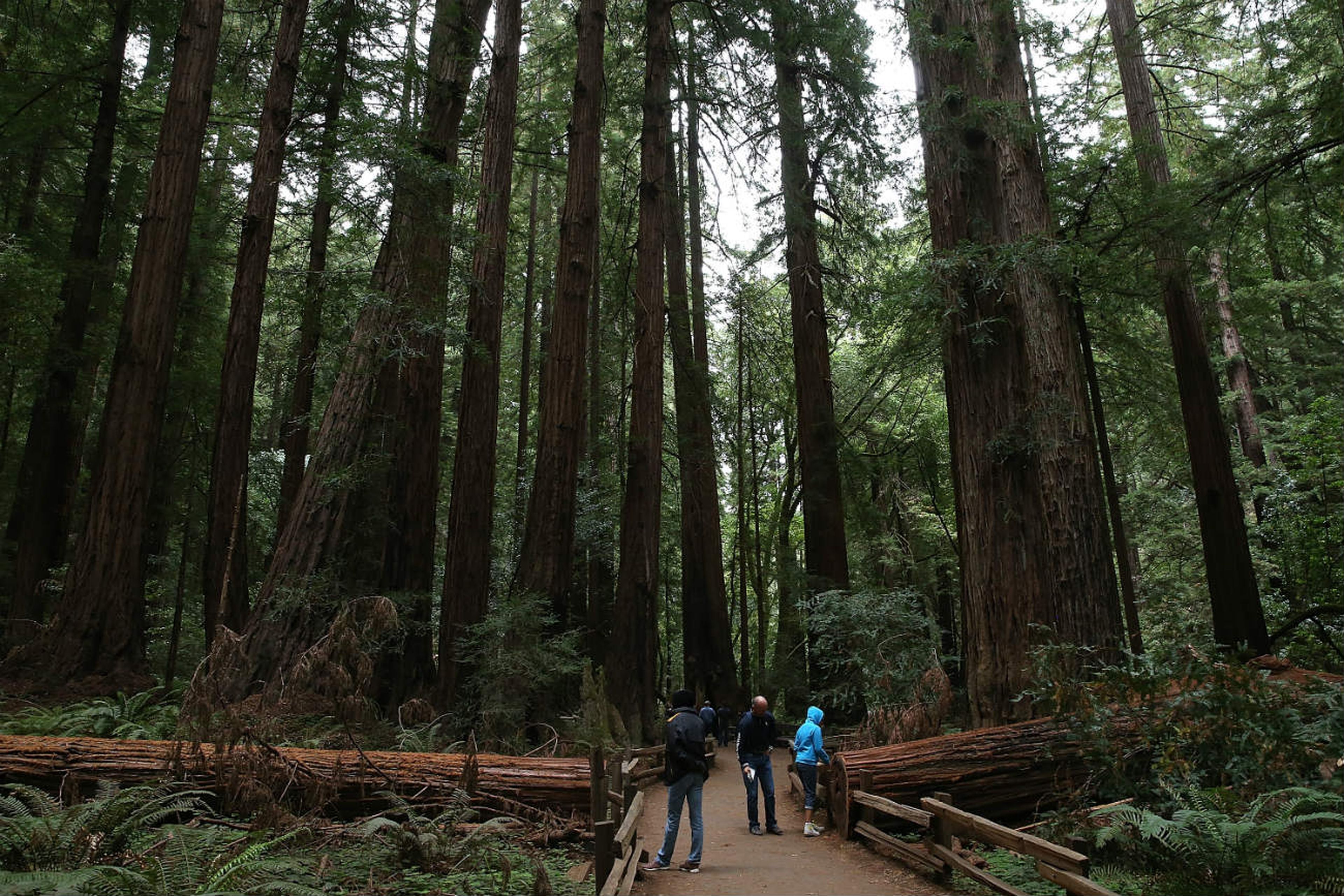 Bosque de secuoyas en Redwood, California.