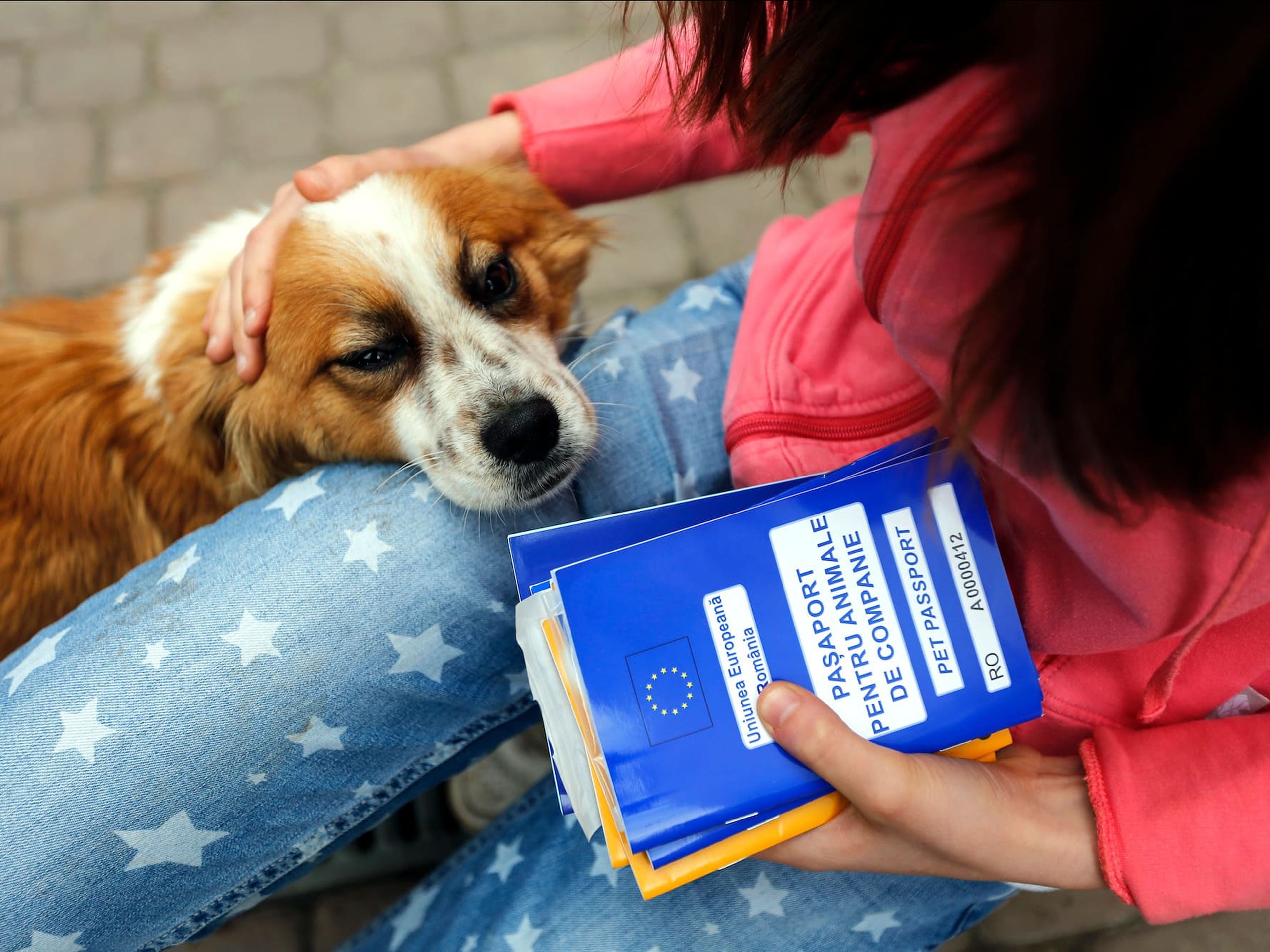 Un perro extraviado mira su pasaporte de mascotas en Bucarest, Rumania