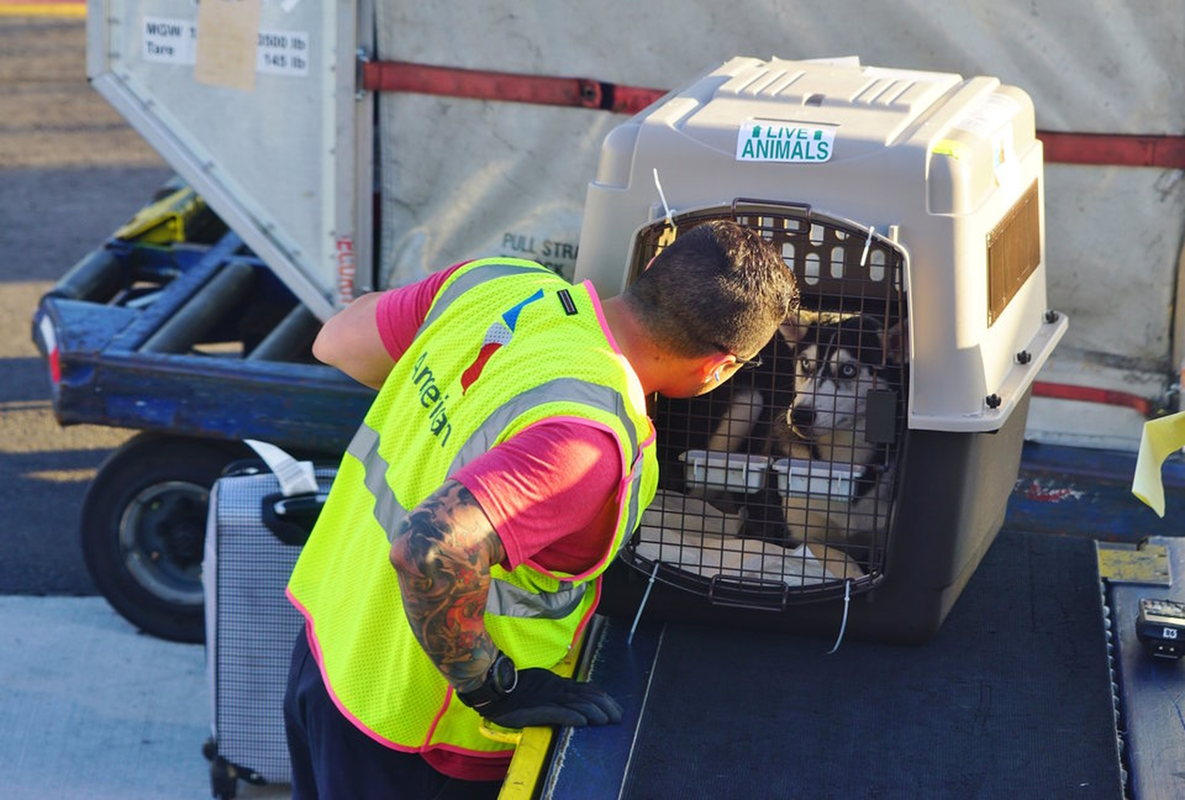 trabajador encargado de cuidar a los animales en el aeropuerto