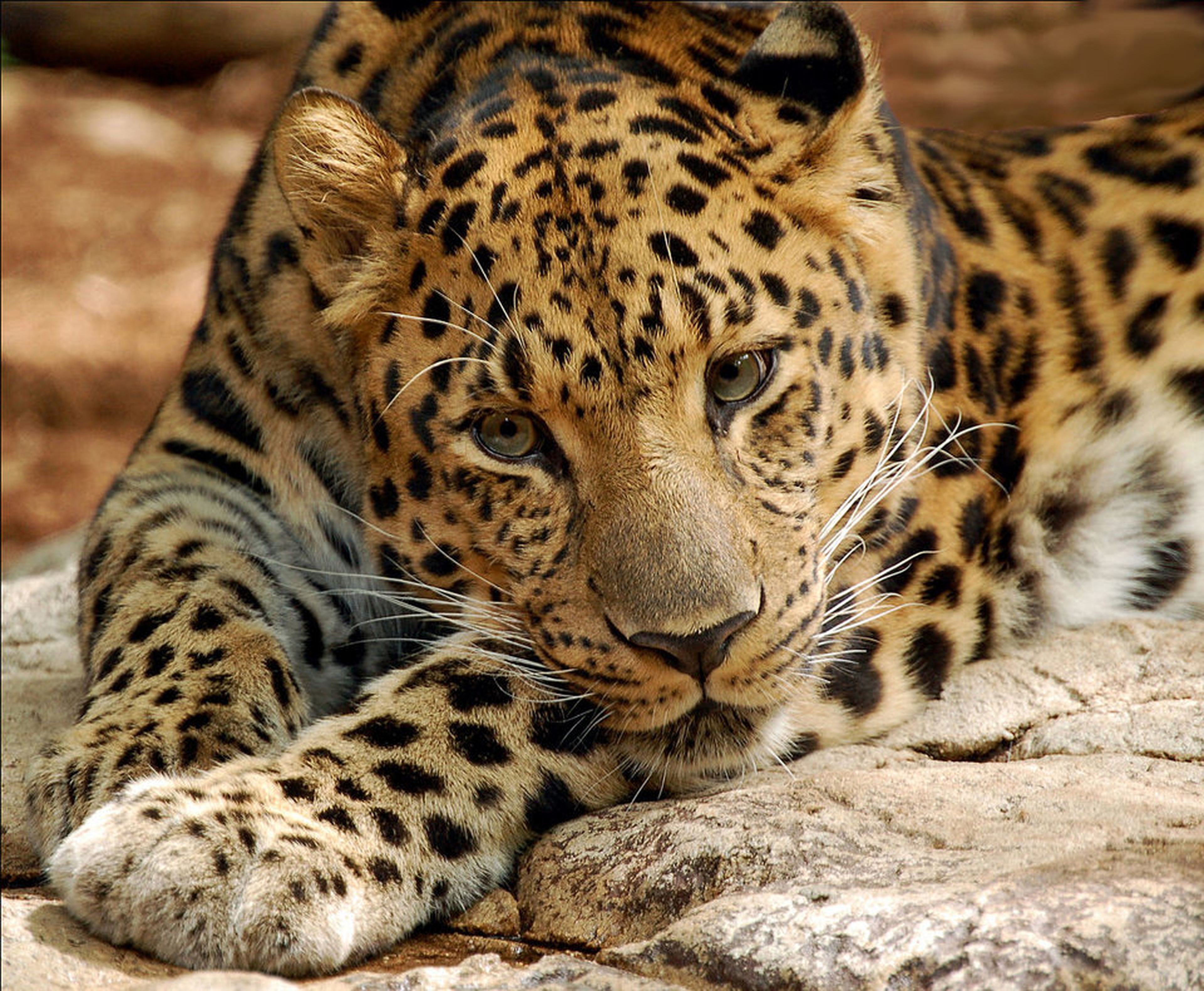 El solitario leopardo del Amur es uno de los felinos que más peligro corren.