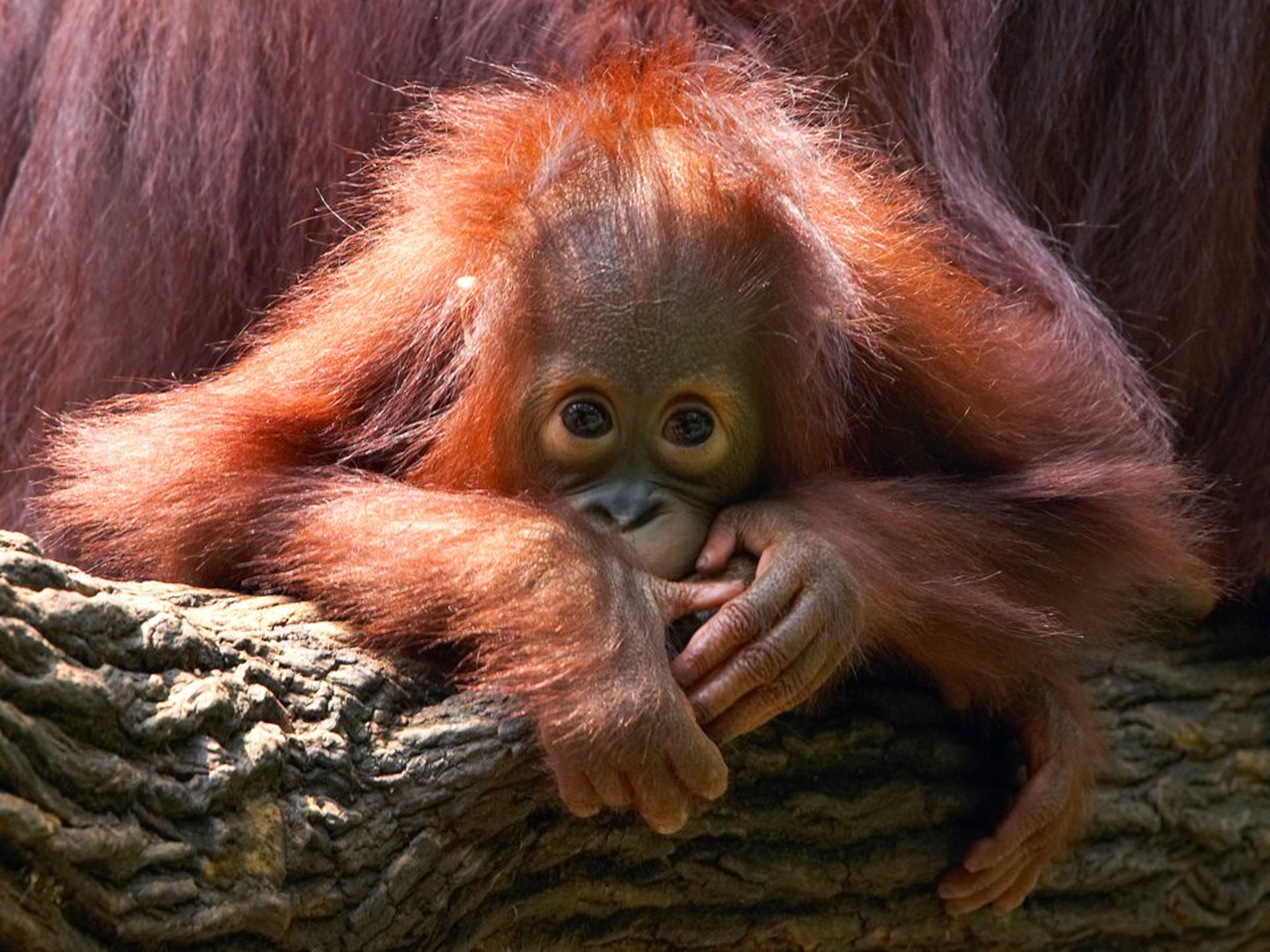 Un orangután de Borneo de dos años.