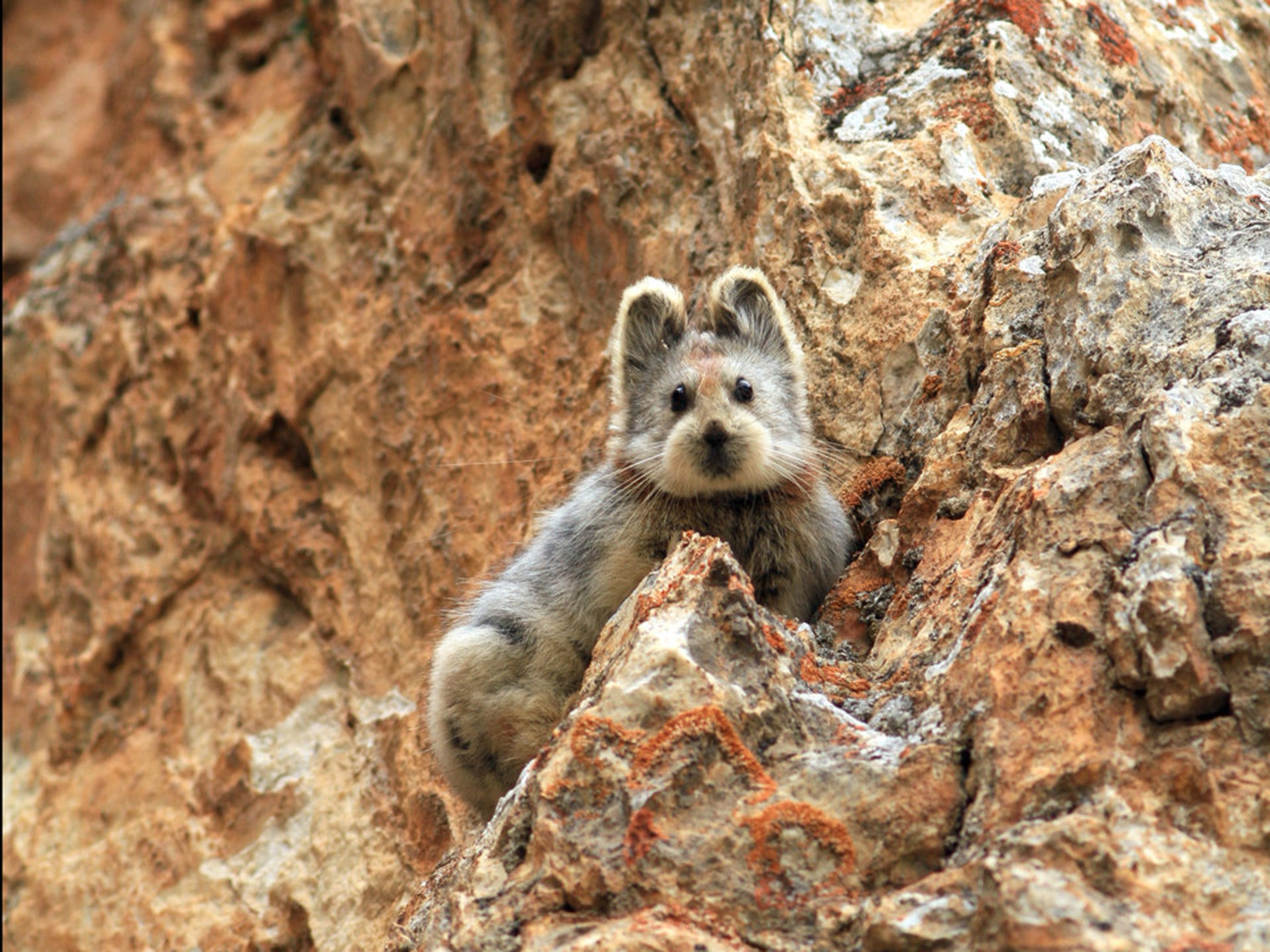 El ili pika fue fotografiado por primera vez en más de 20 años el 9 de julio de 2014 por Weidong Li, el conversacionista que descubrió la especie.