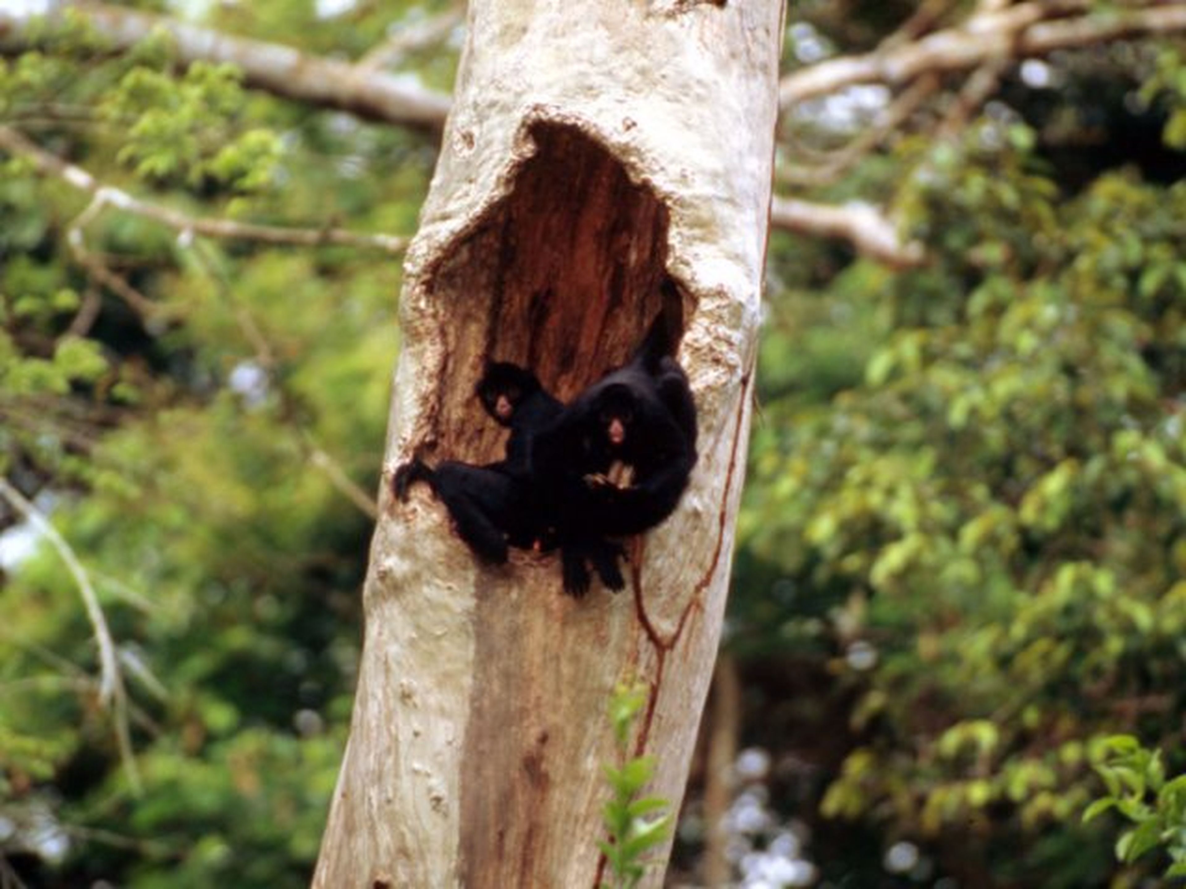 Un mono araña se alimenta mientras hace un agujero en un árbol en Perú.