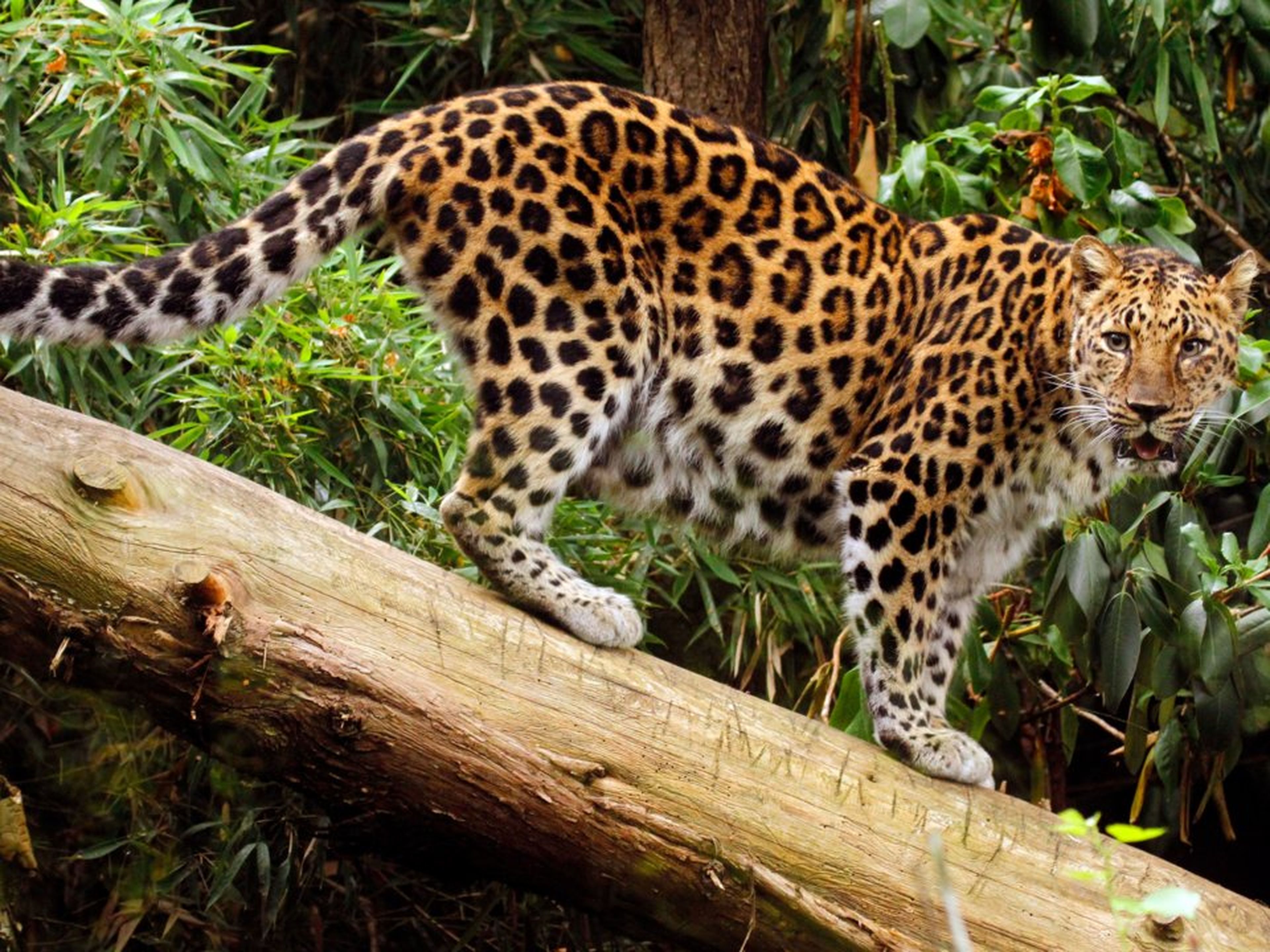Los leopardos del Amur están críticamente en peligro, con unos 60 ejemplares libres y 200 en zoológicos de todo el mundo.
