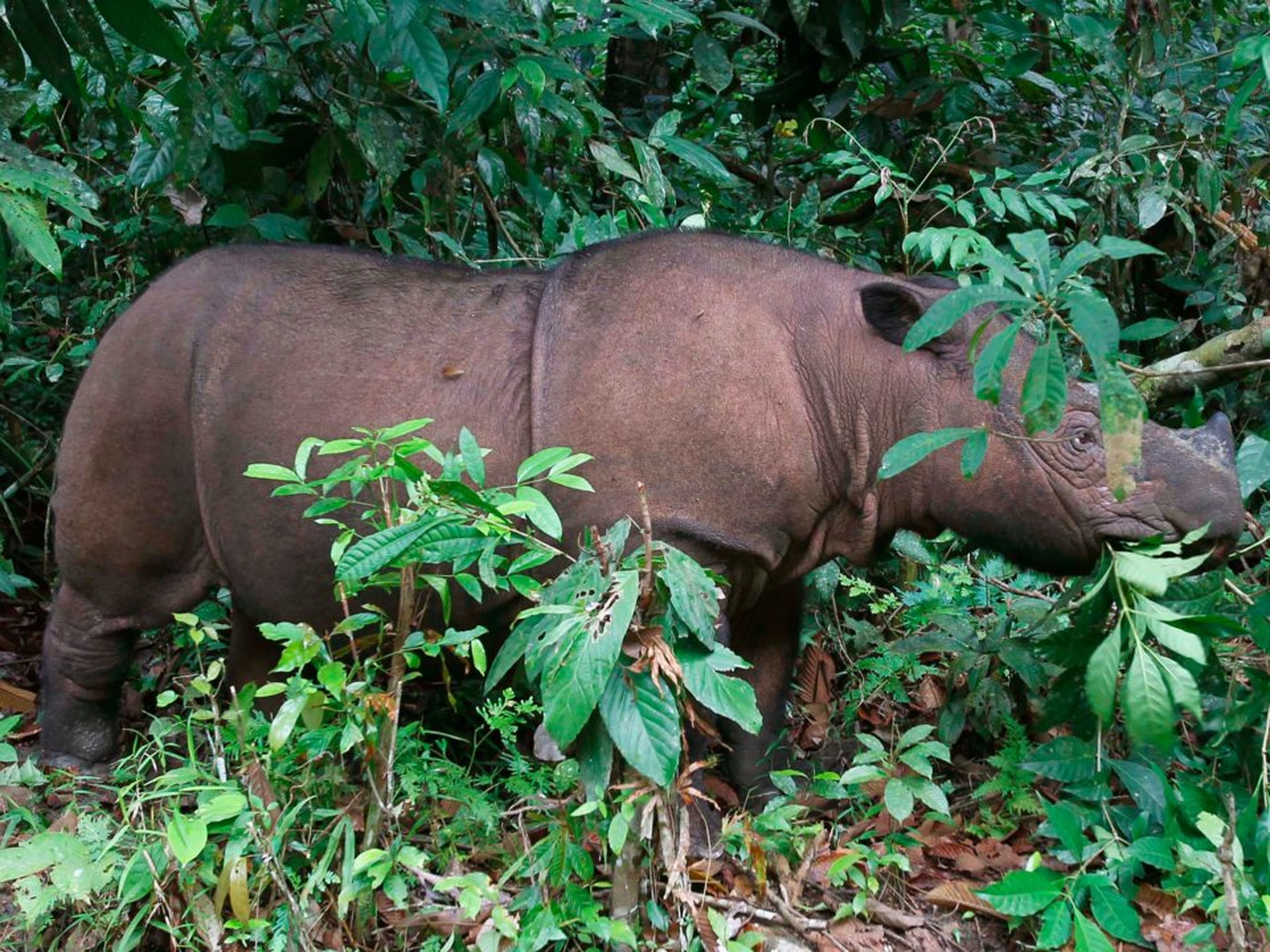 Ratu, una hembra de ocho años de rinoceronte de Borneo. Vive en el santuario para rinocerontes del Parque Nacional Kambas, en Indonesia.