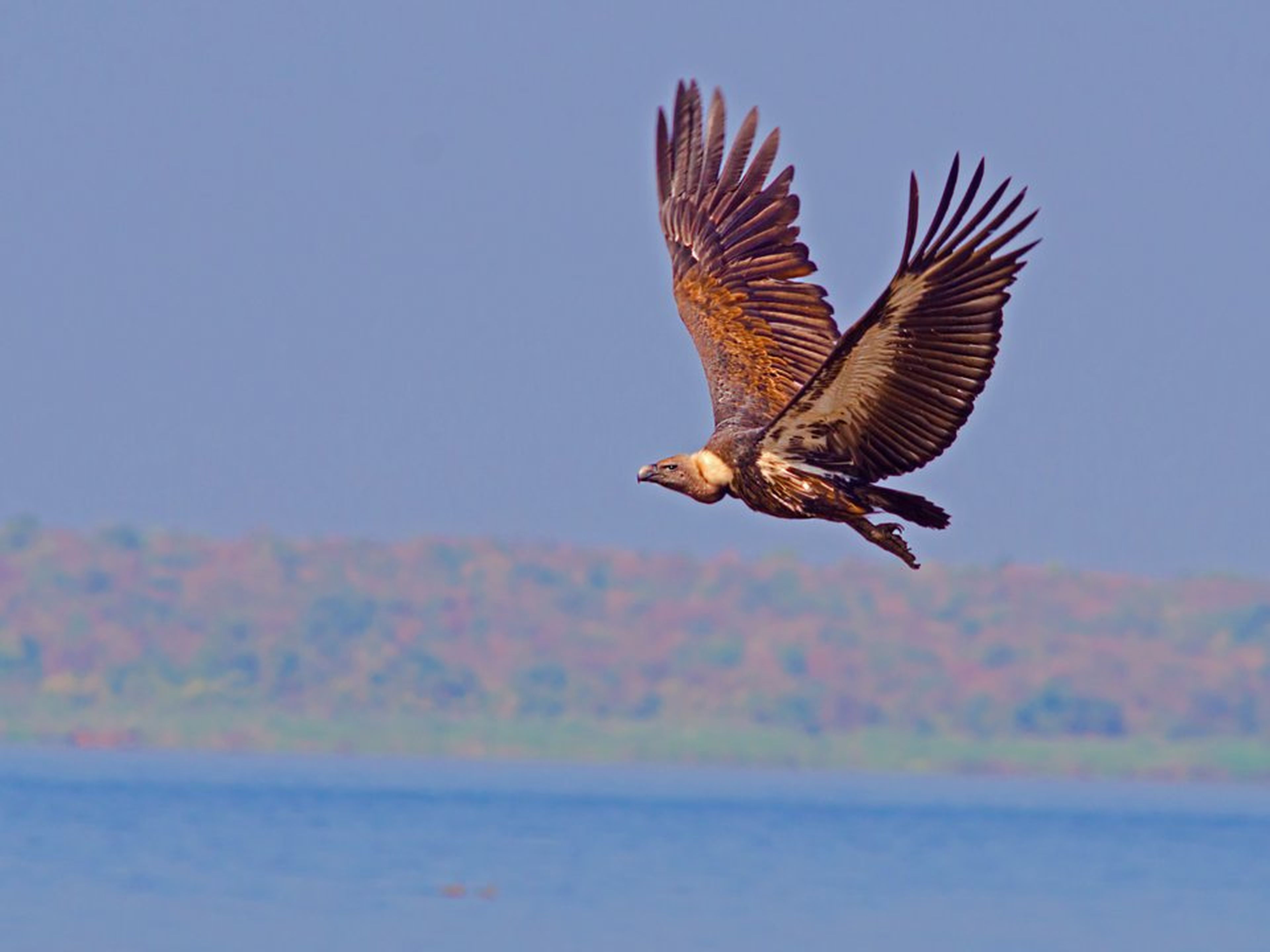 Un buitre dorsiblanco bengalí vuela cerca del agua.
