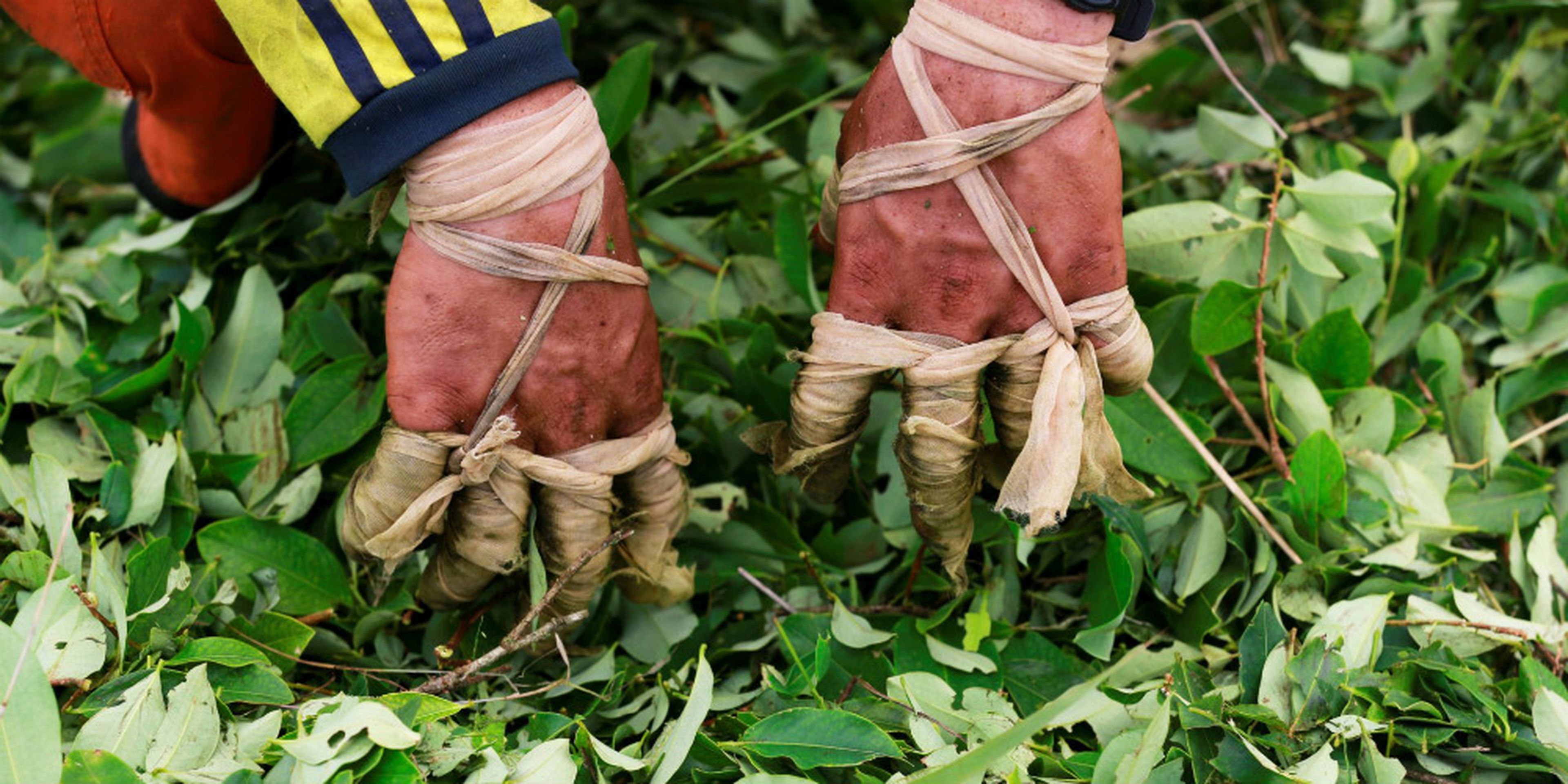 Los dedos vendados de un "raspachín", un trabajador que recolecta hojas de coca, durante la cosecha en una pequeña plantación en Guayabero (provincia de Guaviare, Colombia).
