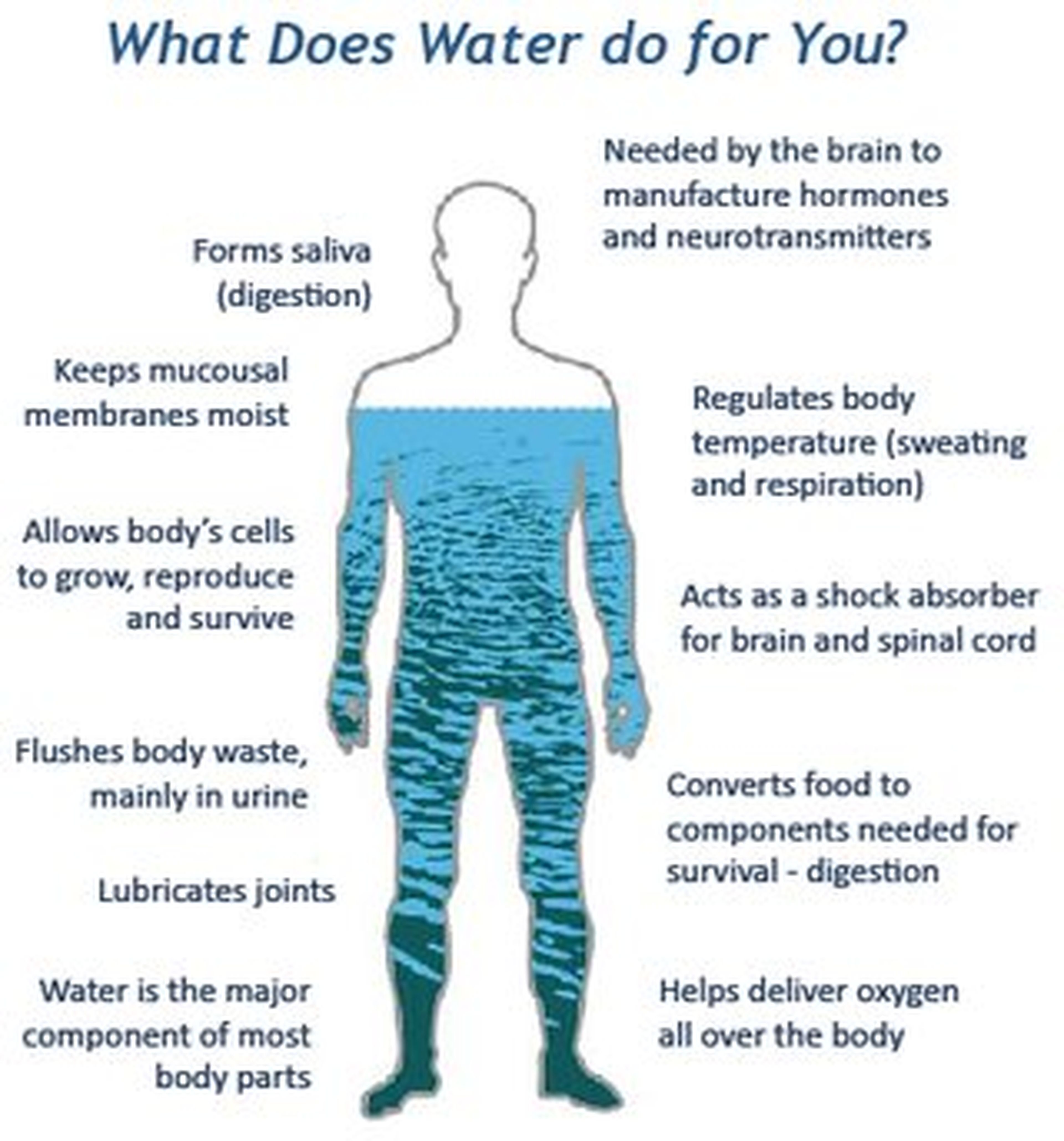 Un 65% del cuerpo humano está formado por agua.