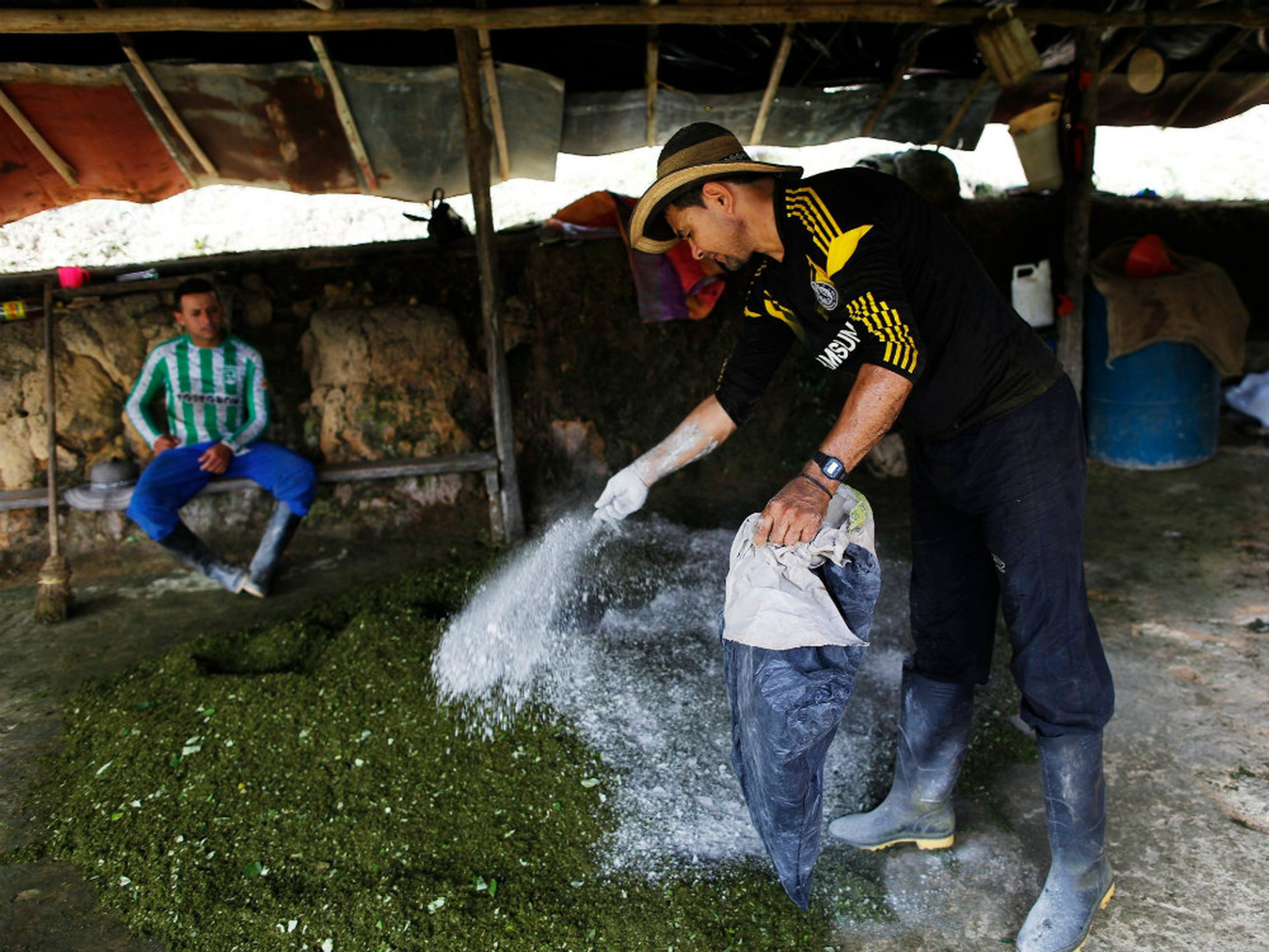 Un agricultor colombiano rocía cemento sobre hojas de coca trituradas para hacer pasta de coca en Antioquia (Colombia), el 7 de enero de 2016.