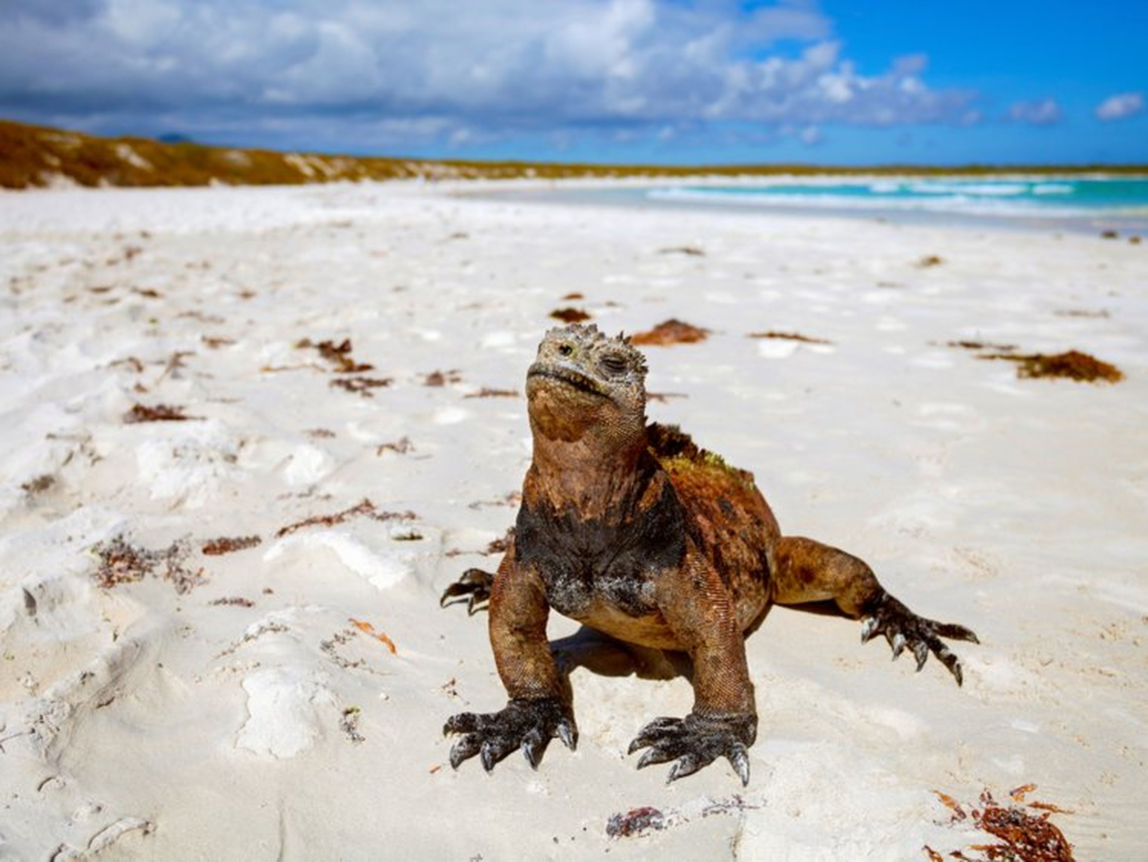 Una iguana marina en las Islas Galápagos