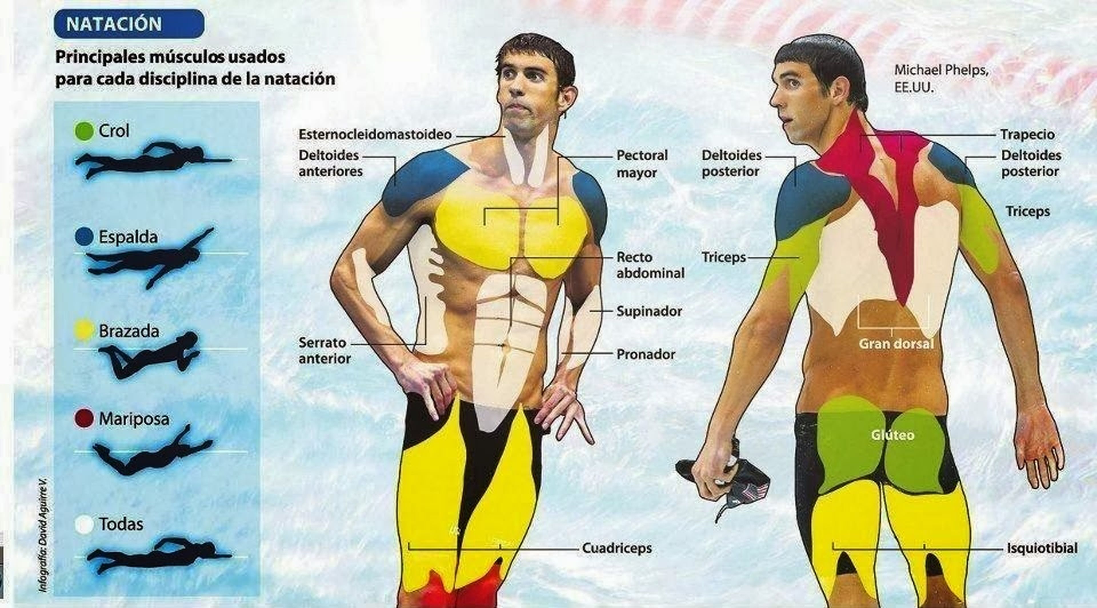 Músculos empleados en la natación