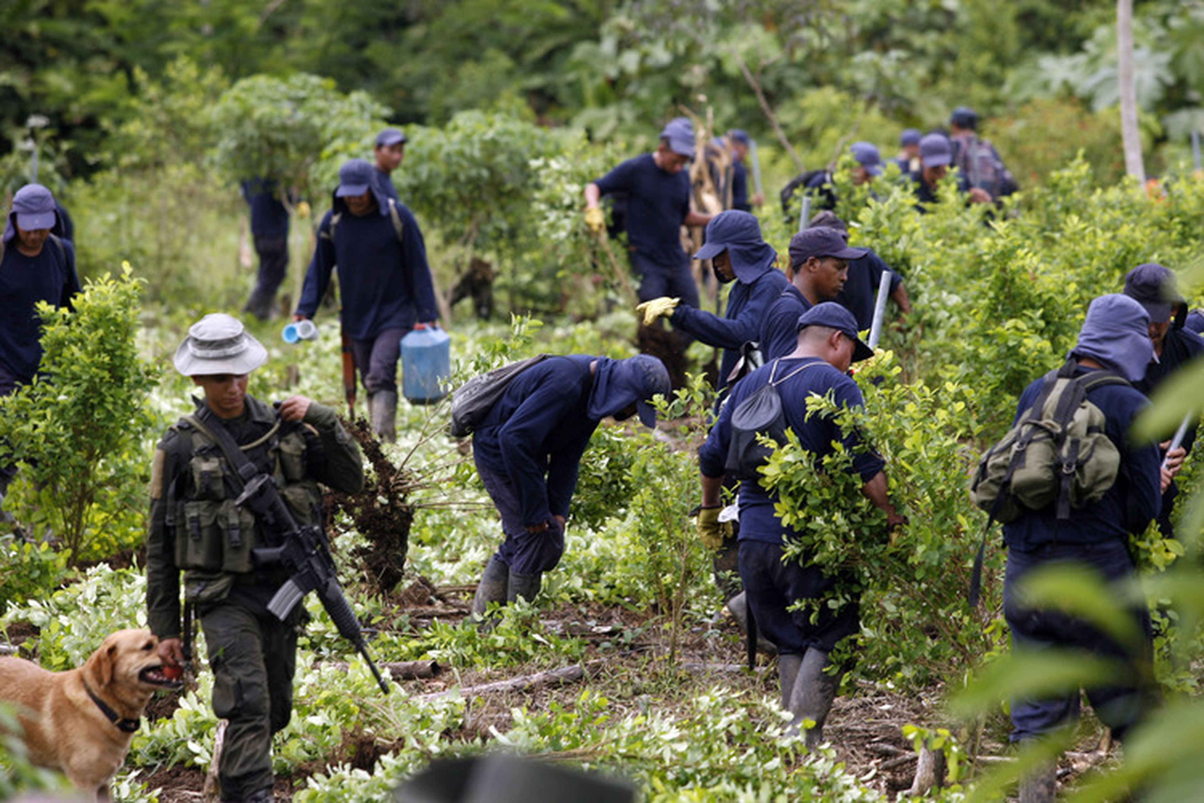 Un policía antidrogas escolta a los trabajadores durante una operación de erradicación en una plantación de hojas de coca cerca de San Miguel, al sur de la provincia del Putumayo, el 15 de agosto de 2012.