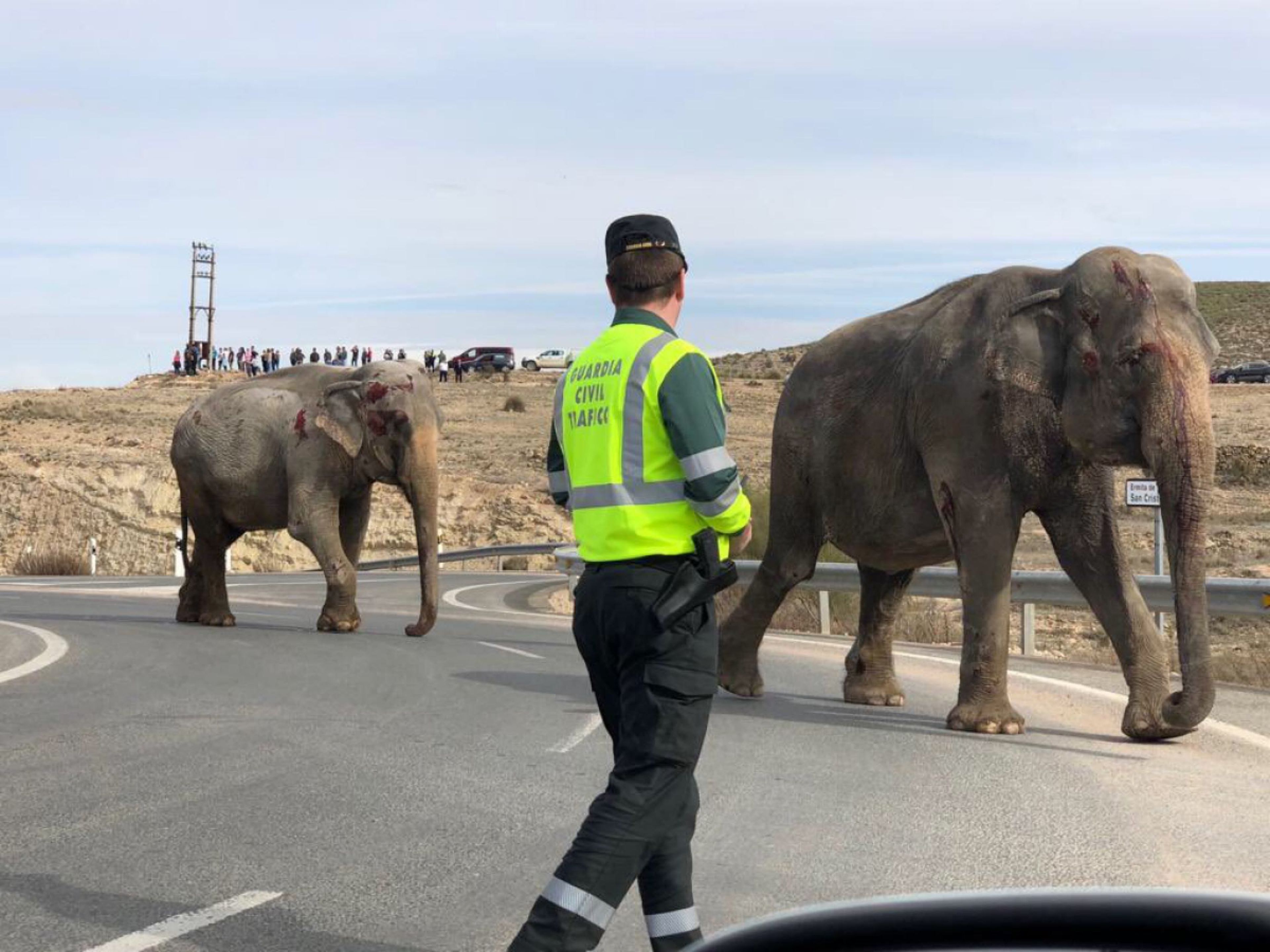 accidente con elefantes autopista a30