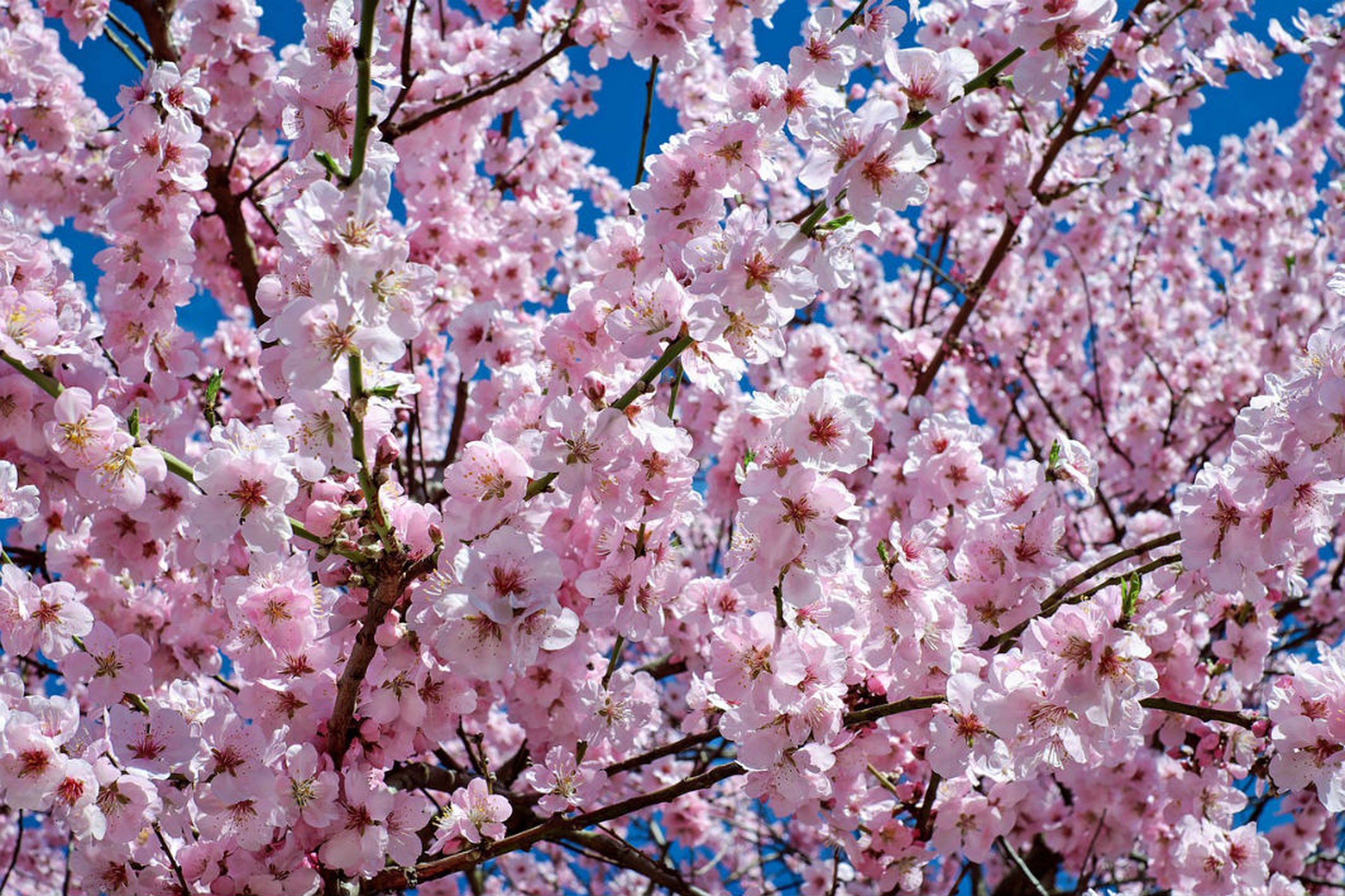 Flores alergia primaveral