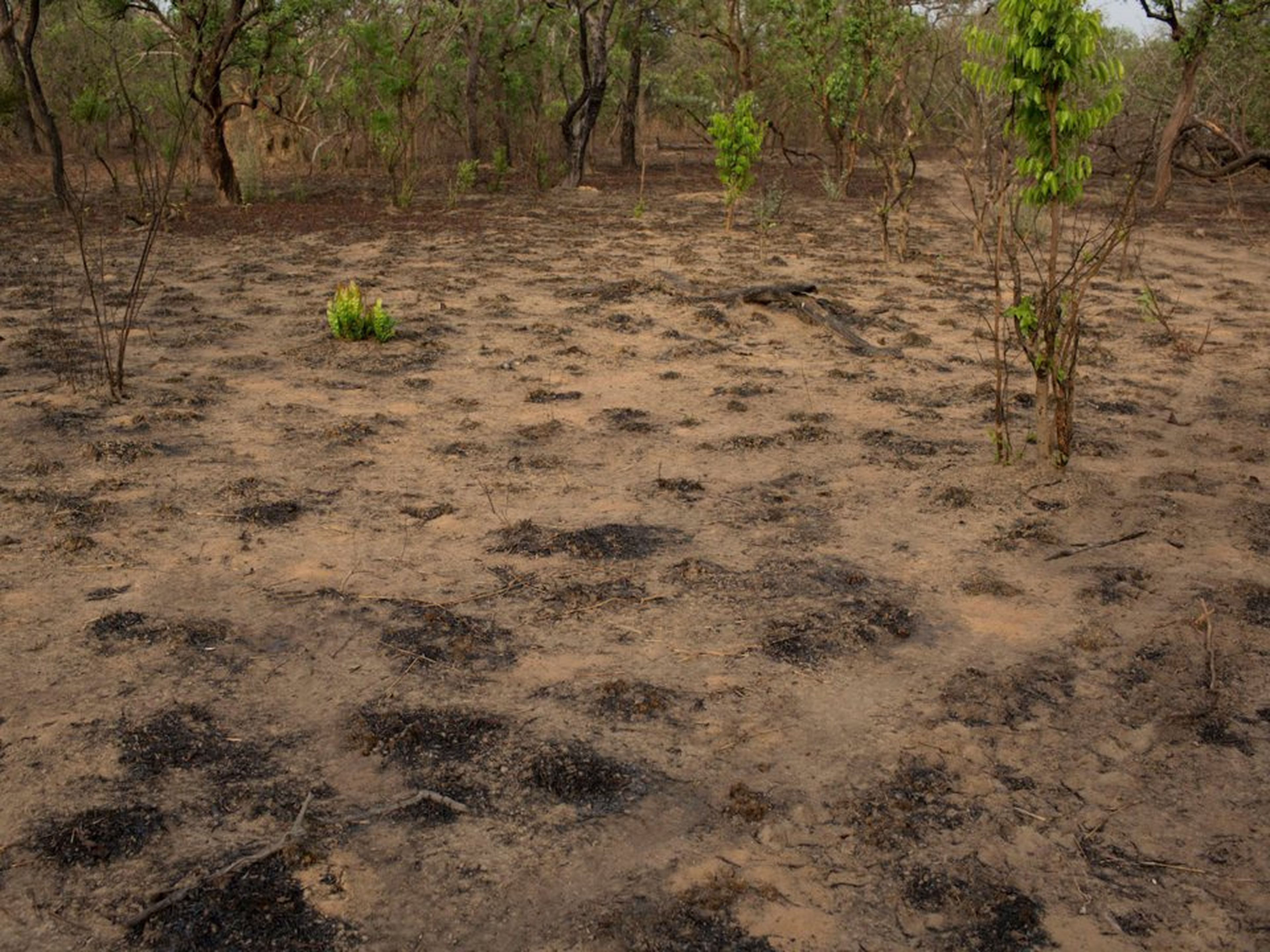 Área deforestada en Coli.