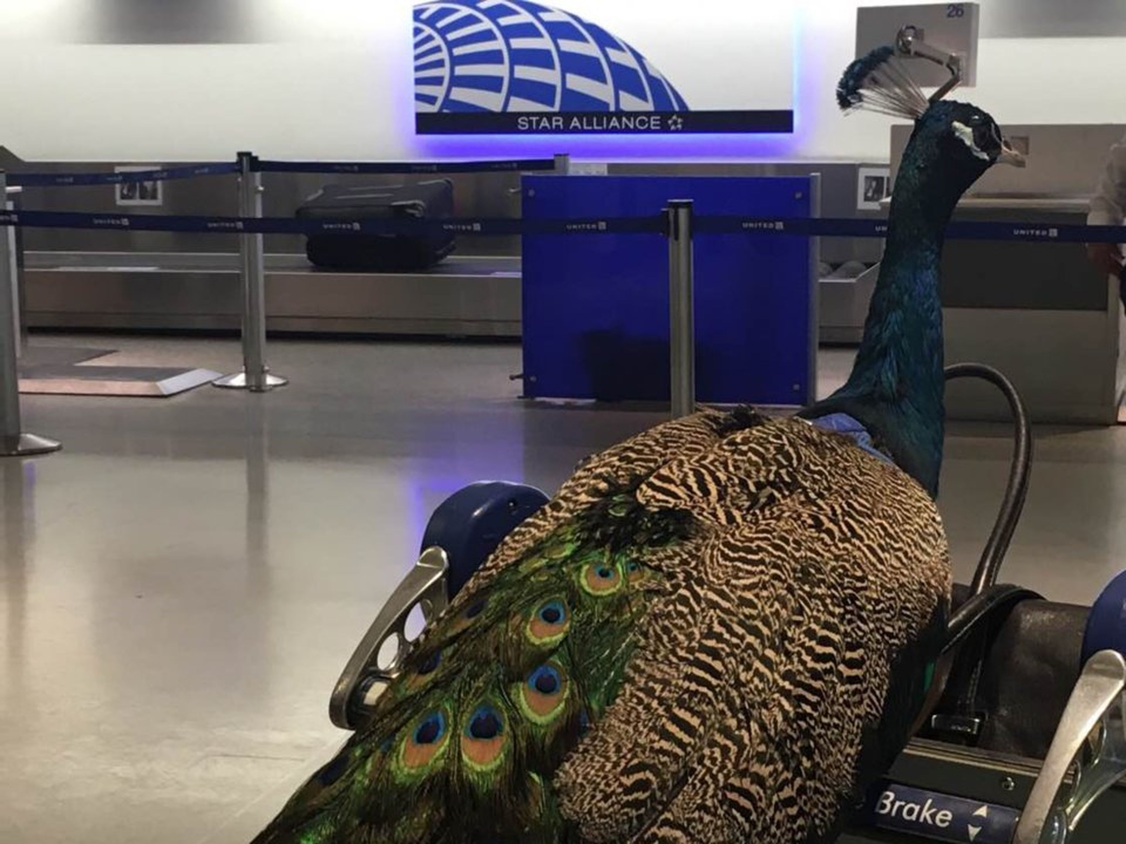 Un pavo real en un aeropuerto