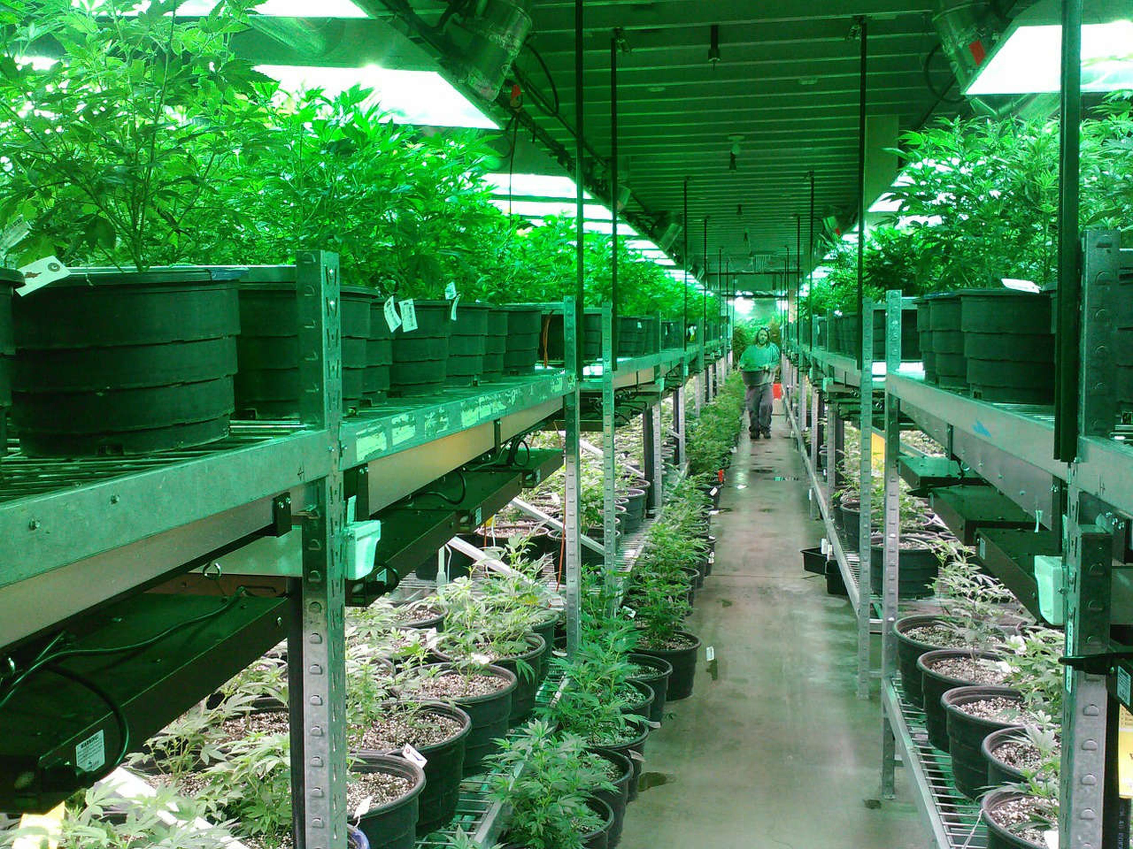 Una plantación de marihuana en Colorado (EEUU)