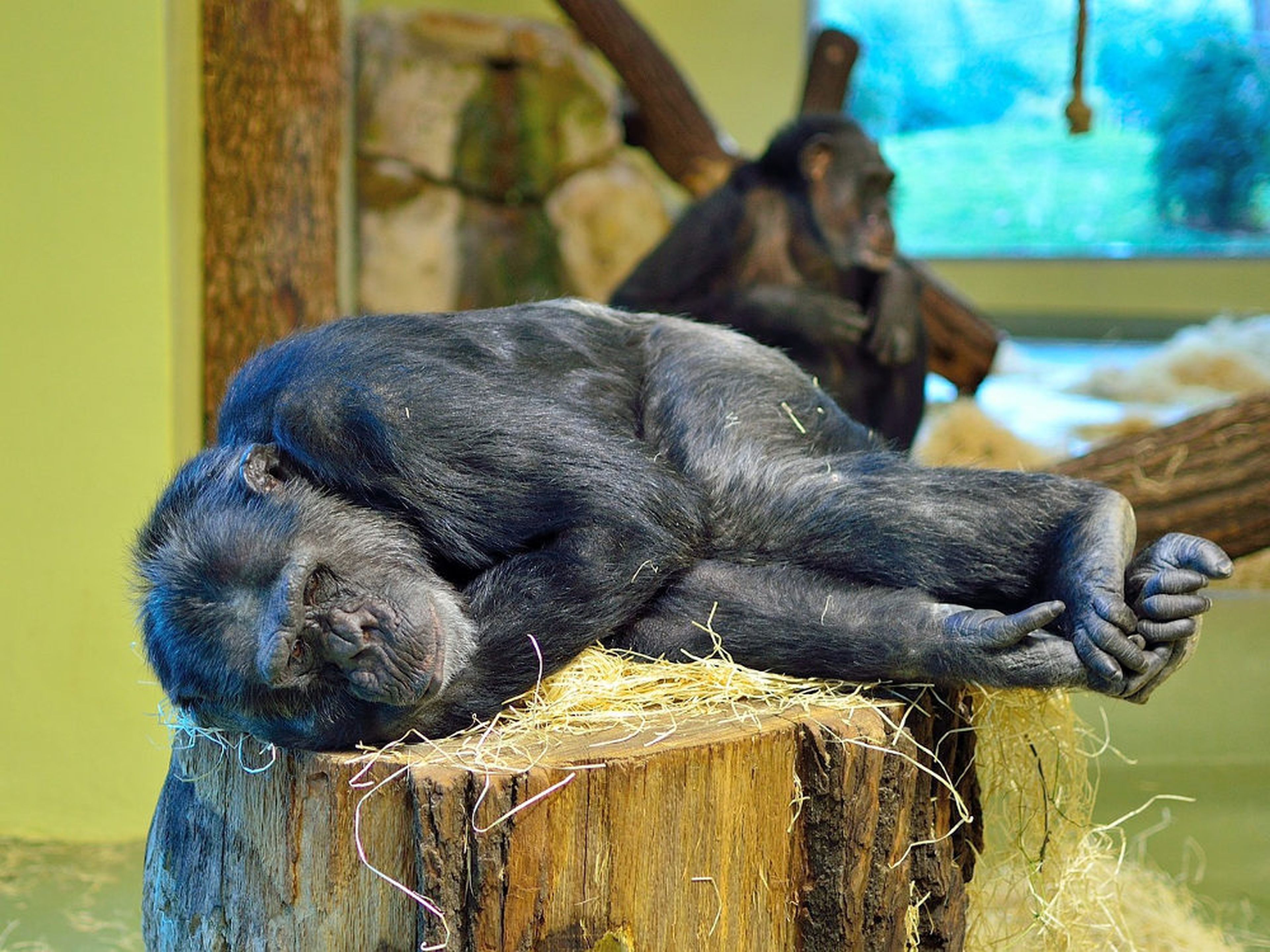 chimpancé durmiendo