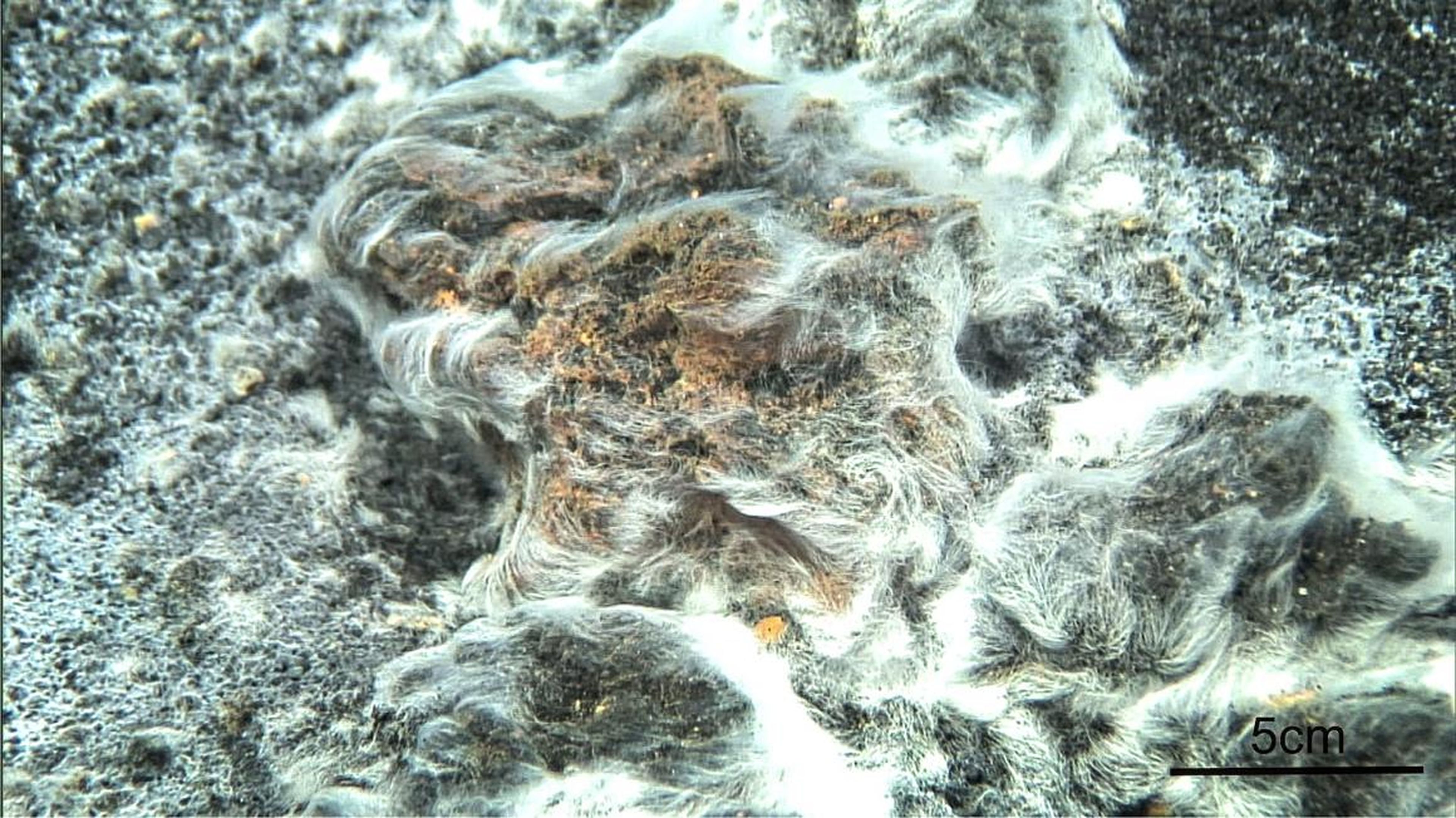 A colony of <em>Thiolava veneris</em> first appeared after a volcanic eruption in the Canary Islands.