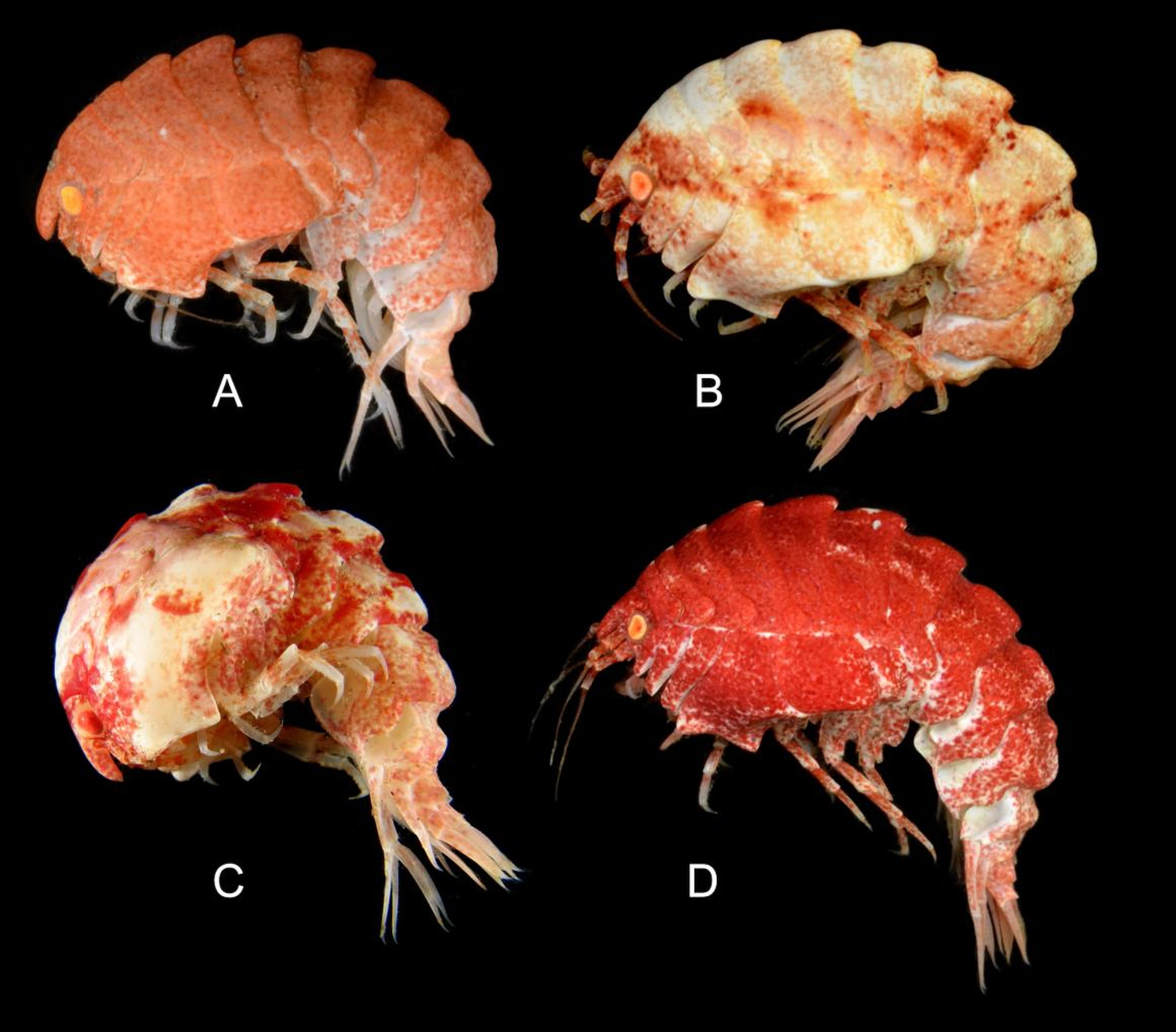 The <em>Epimeria quasimodo</em> amphipod is about two inches long and comes from a genus that's abundant in glacial waters.