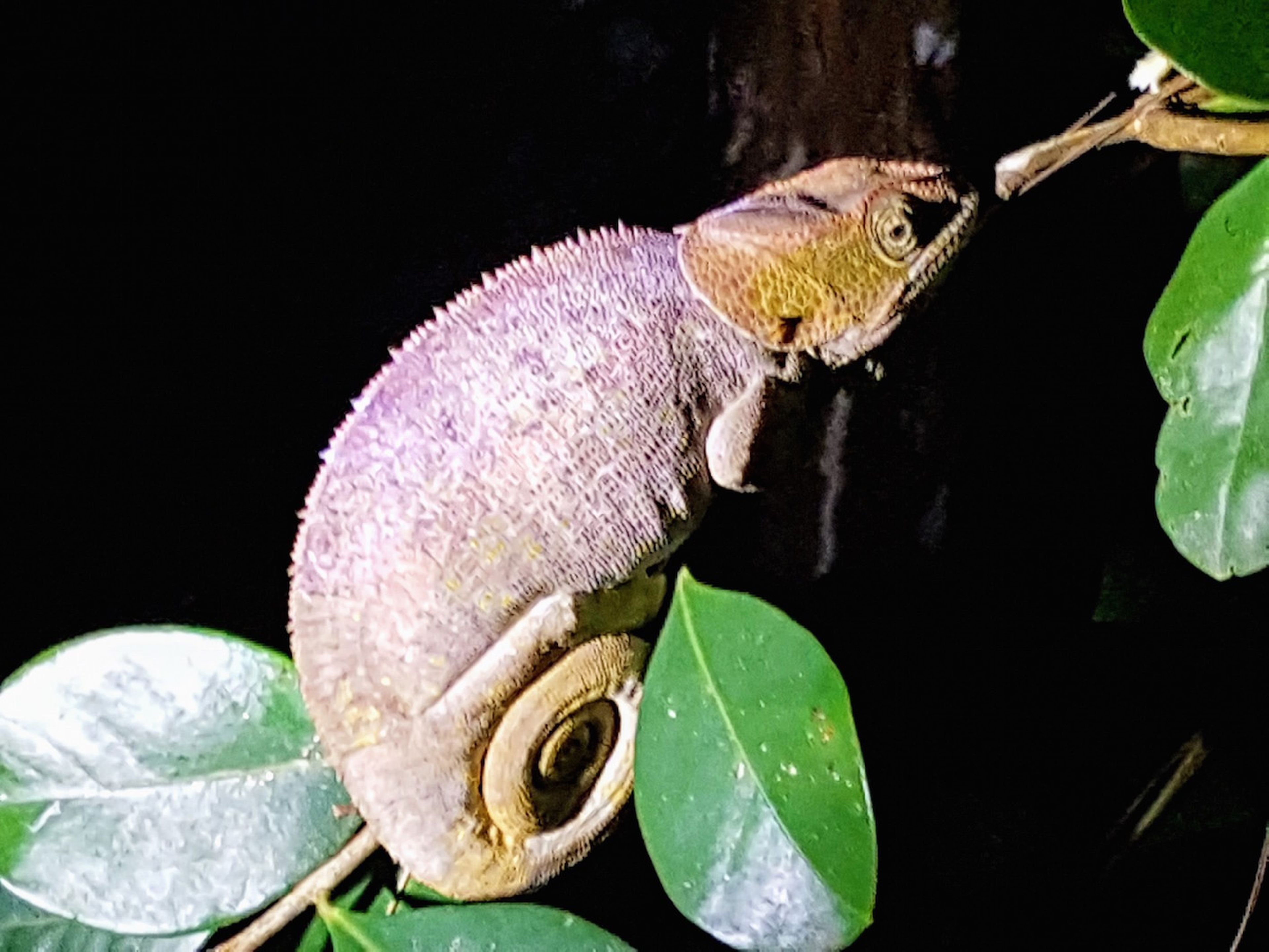 Una de las múltiples especies de camaleón que se pueden ver en Andisabé