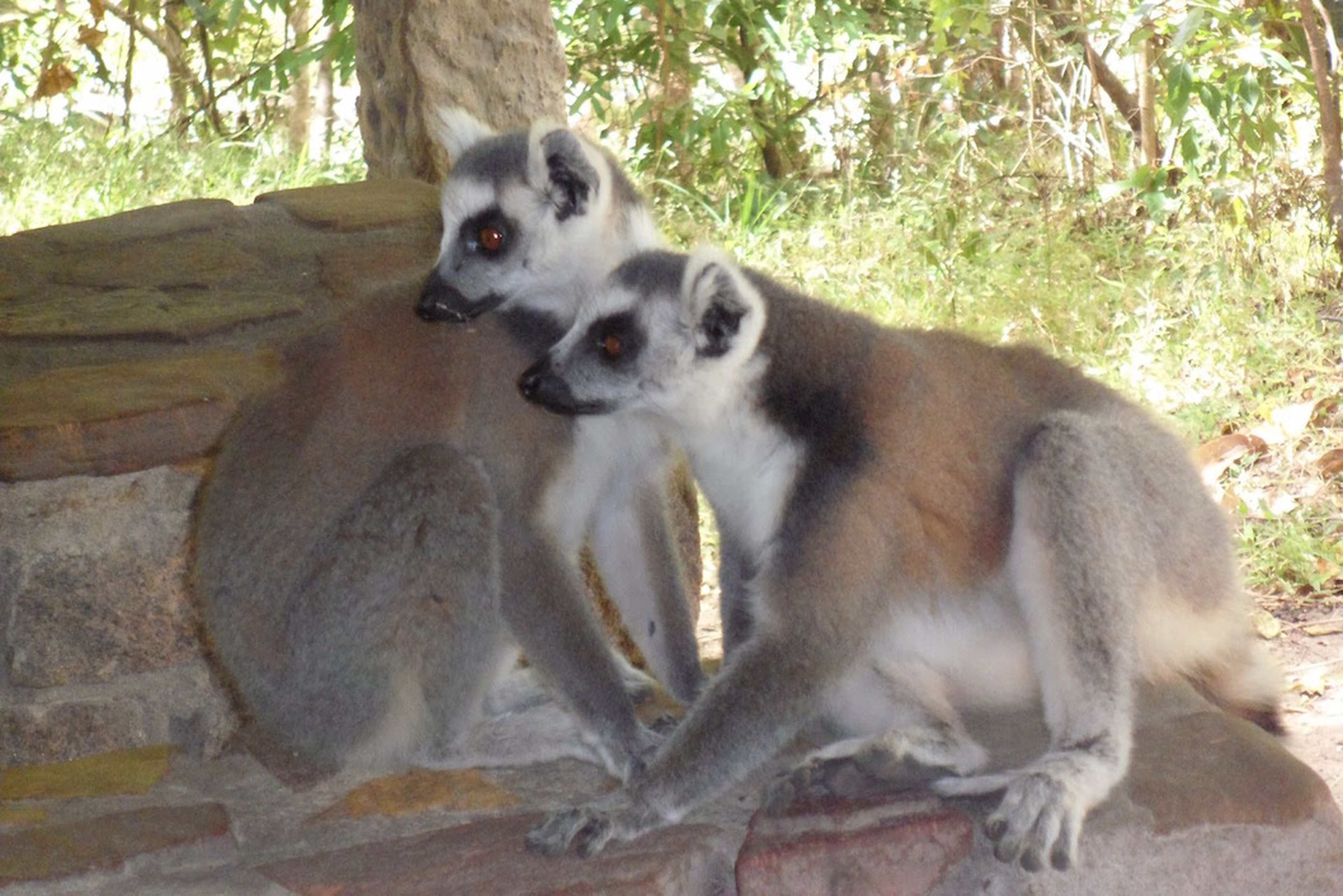 Dos lemures de cola anillada en Isalo
