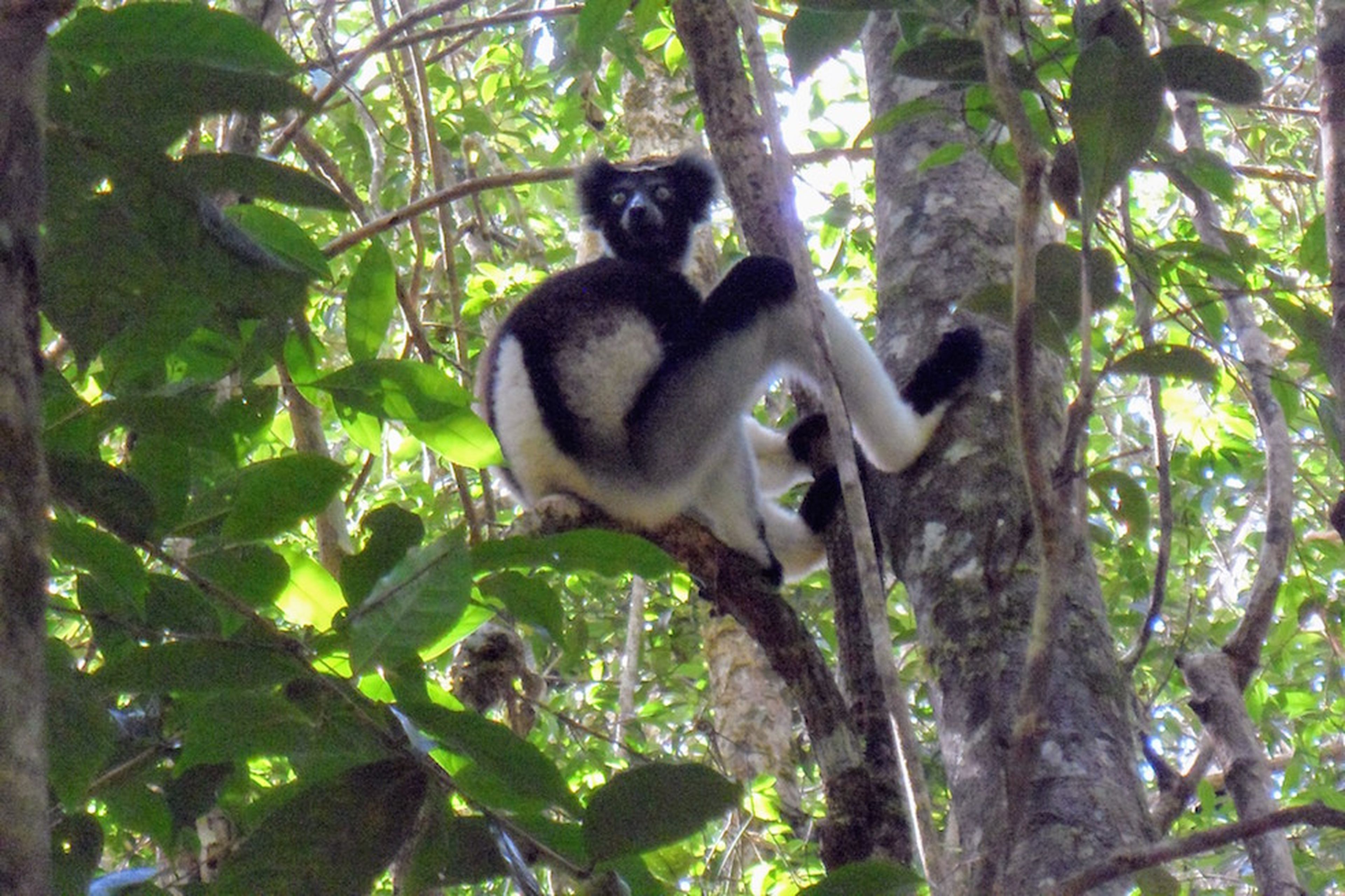 Un lemur Indri en el bosque lluvioso de Andasibé