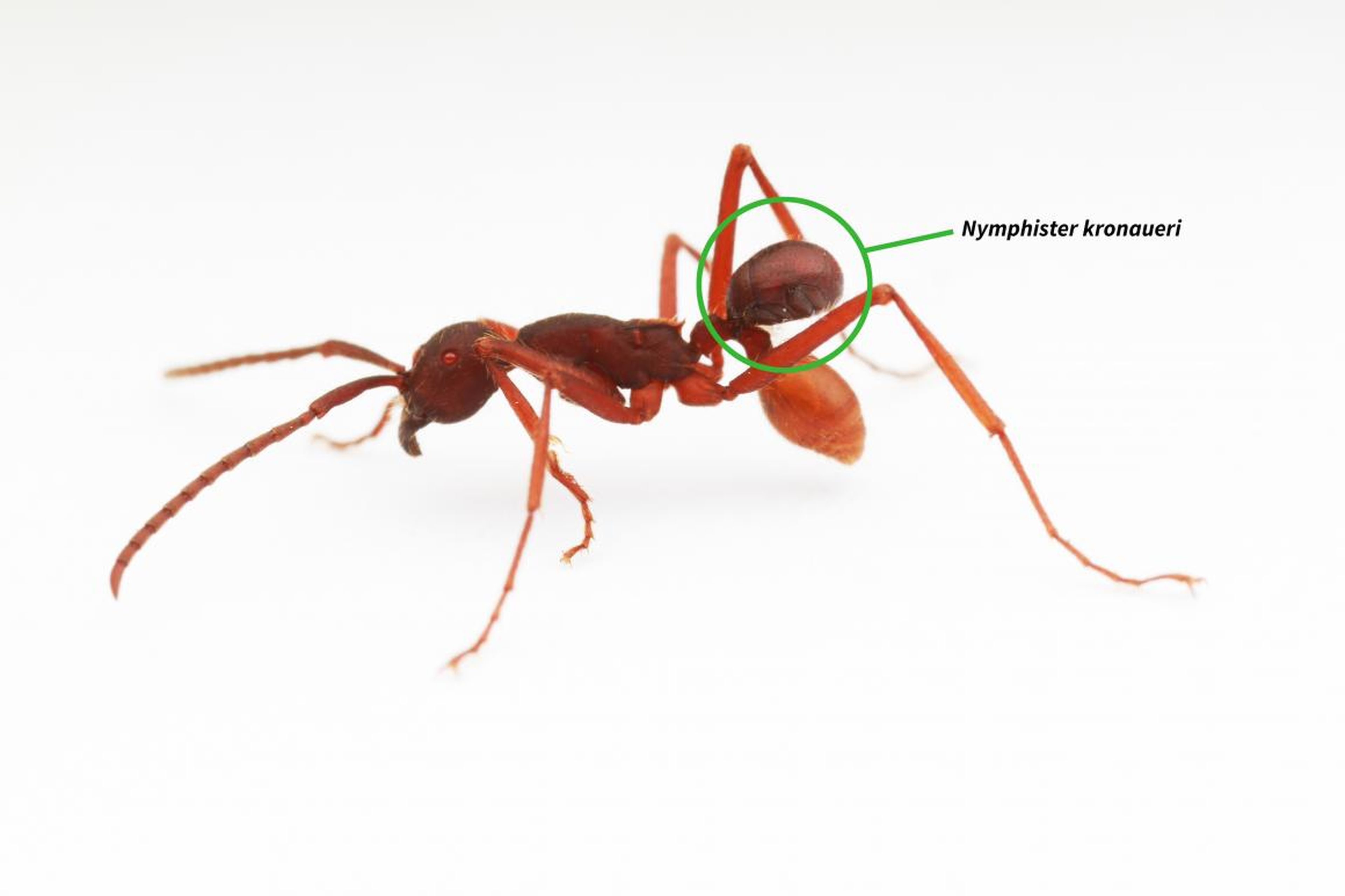 The <em>Nymphister kronaueri</em> isn't an ant — it's a tiny beetle that disguises itself as the abdomen of an army ant.