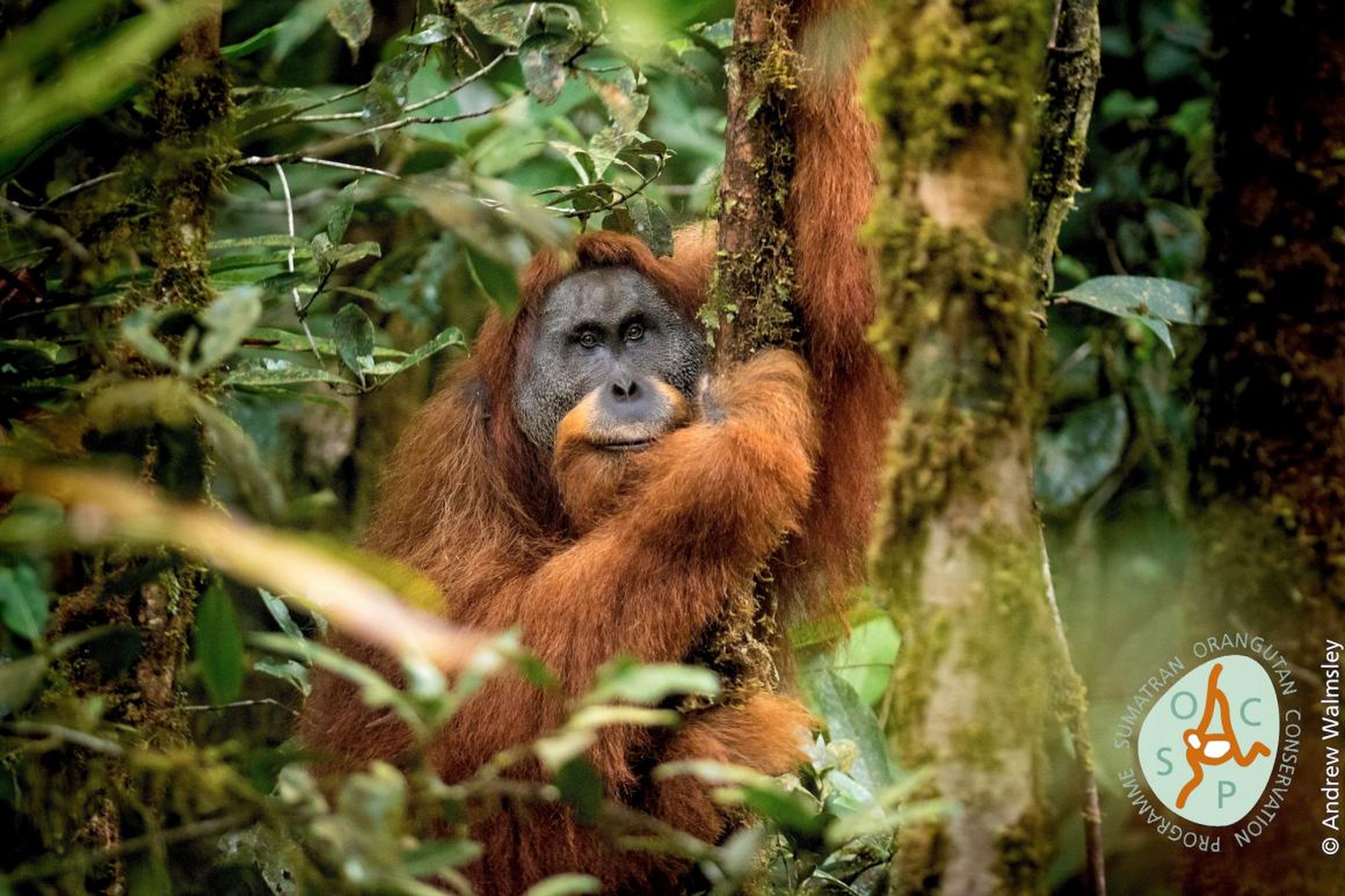 The <em>Pongo tapanuliensis</em> orangutan was recently discovered to be a distinct species of great ape.