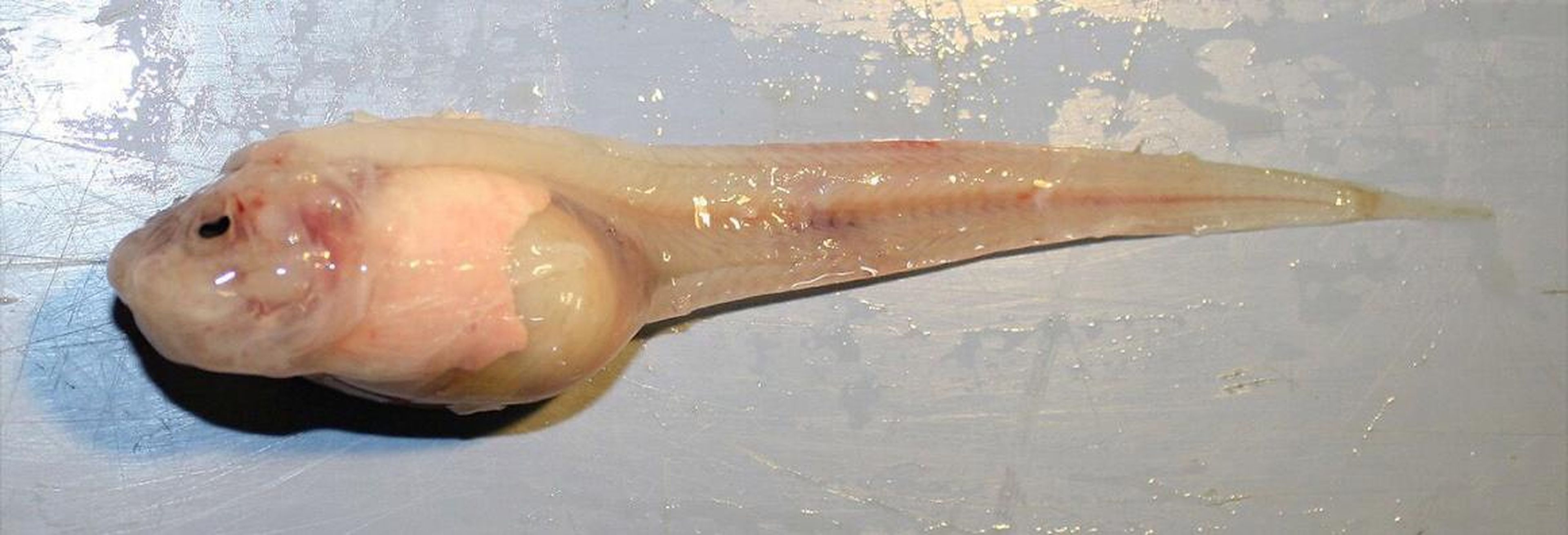 <em>Pseudoliparis swirei</em>, also known as the Mariana snailfish, is the deepest known fish in the sea.