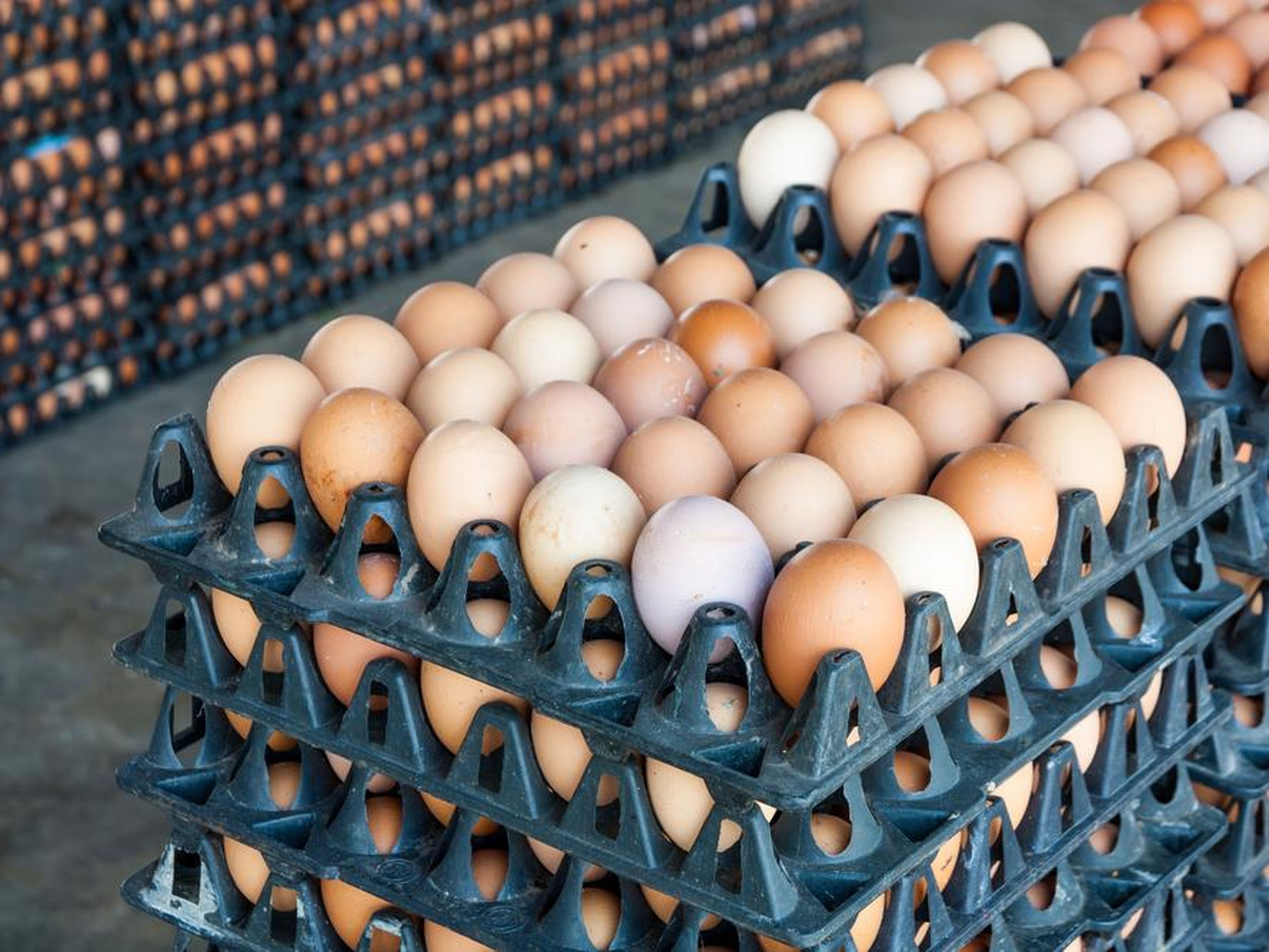 Откладывают большое количество яиц. Яйцо куриное. Решетка для яиц. Много куриных яиц. Куриные яйца в лотке.