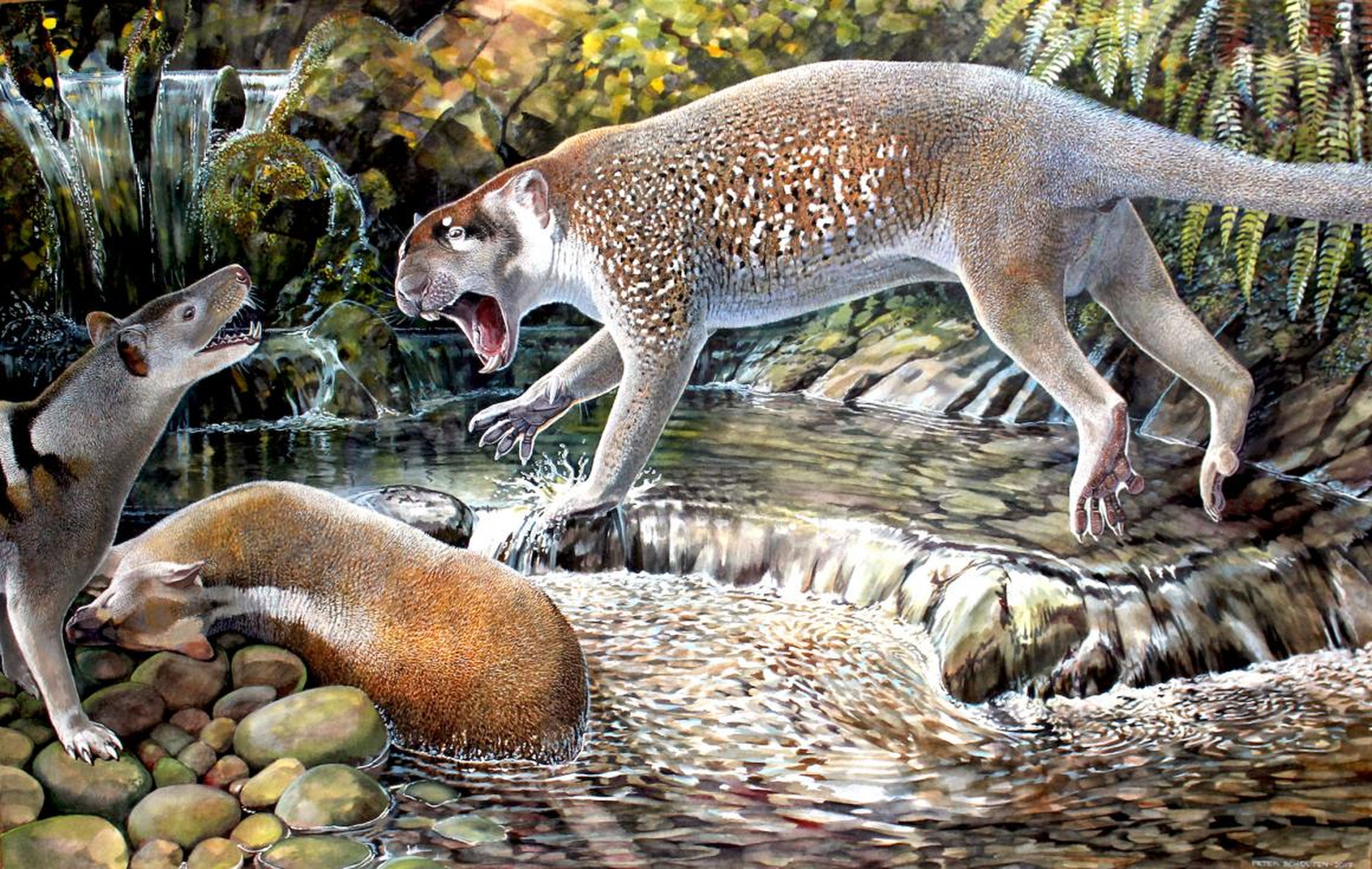 This reconstruction of <em>Wakaleo schouteni</em> shows a marsupial lion that weighed about 50 pounds and stalked the forests of northwestern Queensland 23 million years ago.