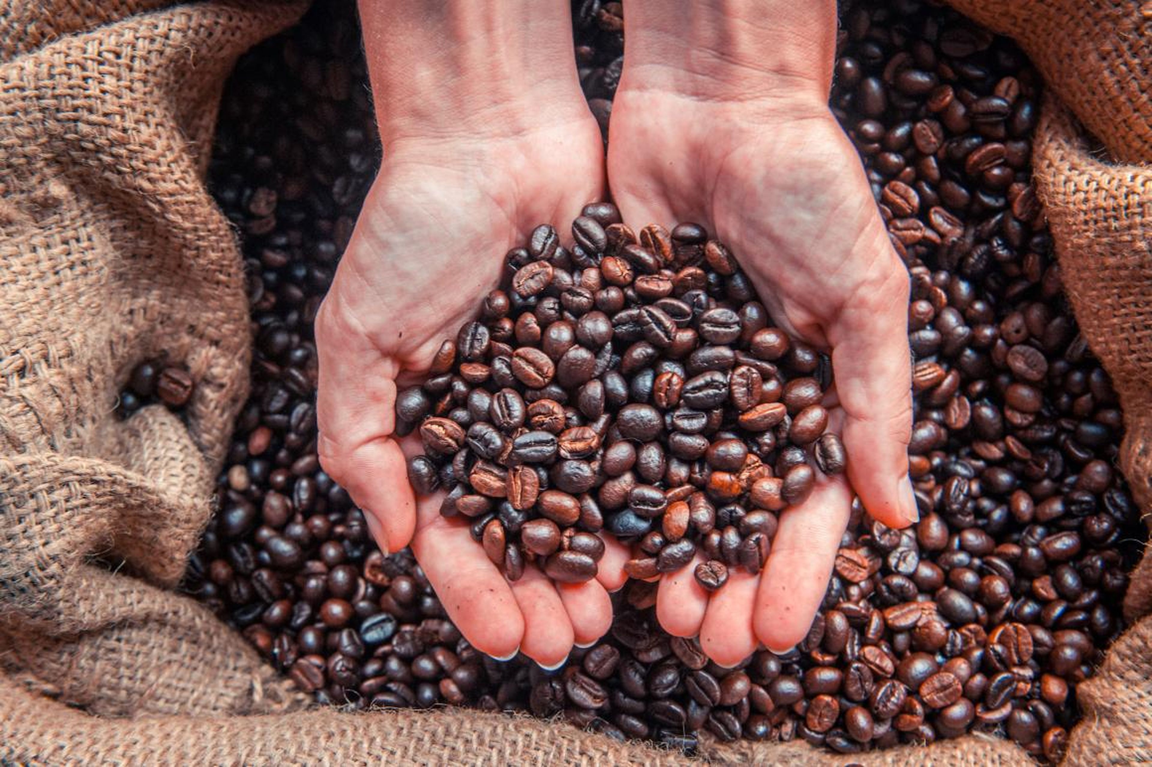 Сорта хорошего кофе в россии. Кофе Арабика Эфиопия плантации. Кофейные зерна. Кофе в зернах. Сорта кофе.