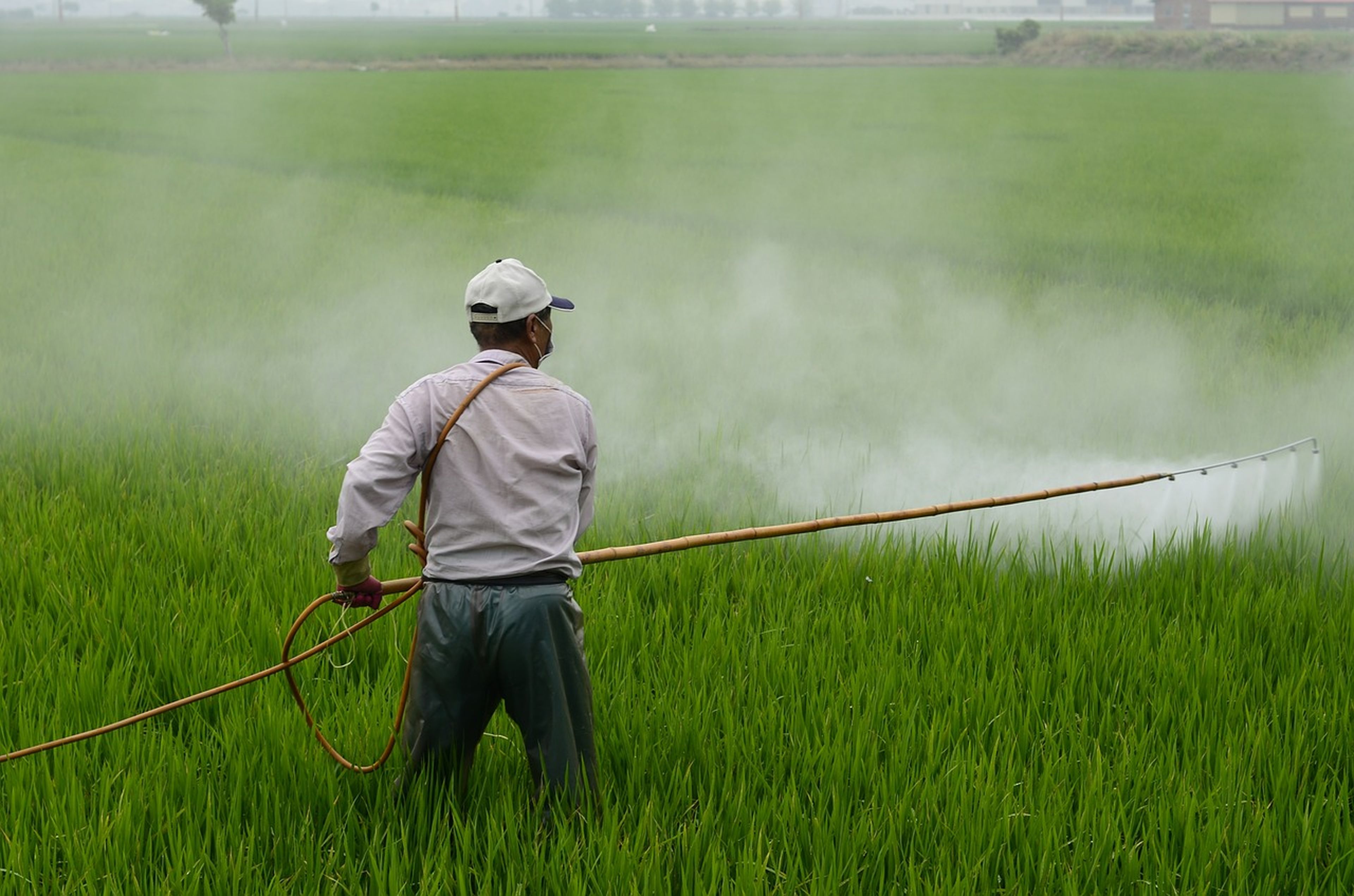 pesticida cultivo