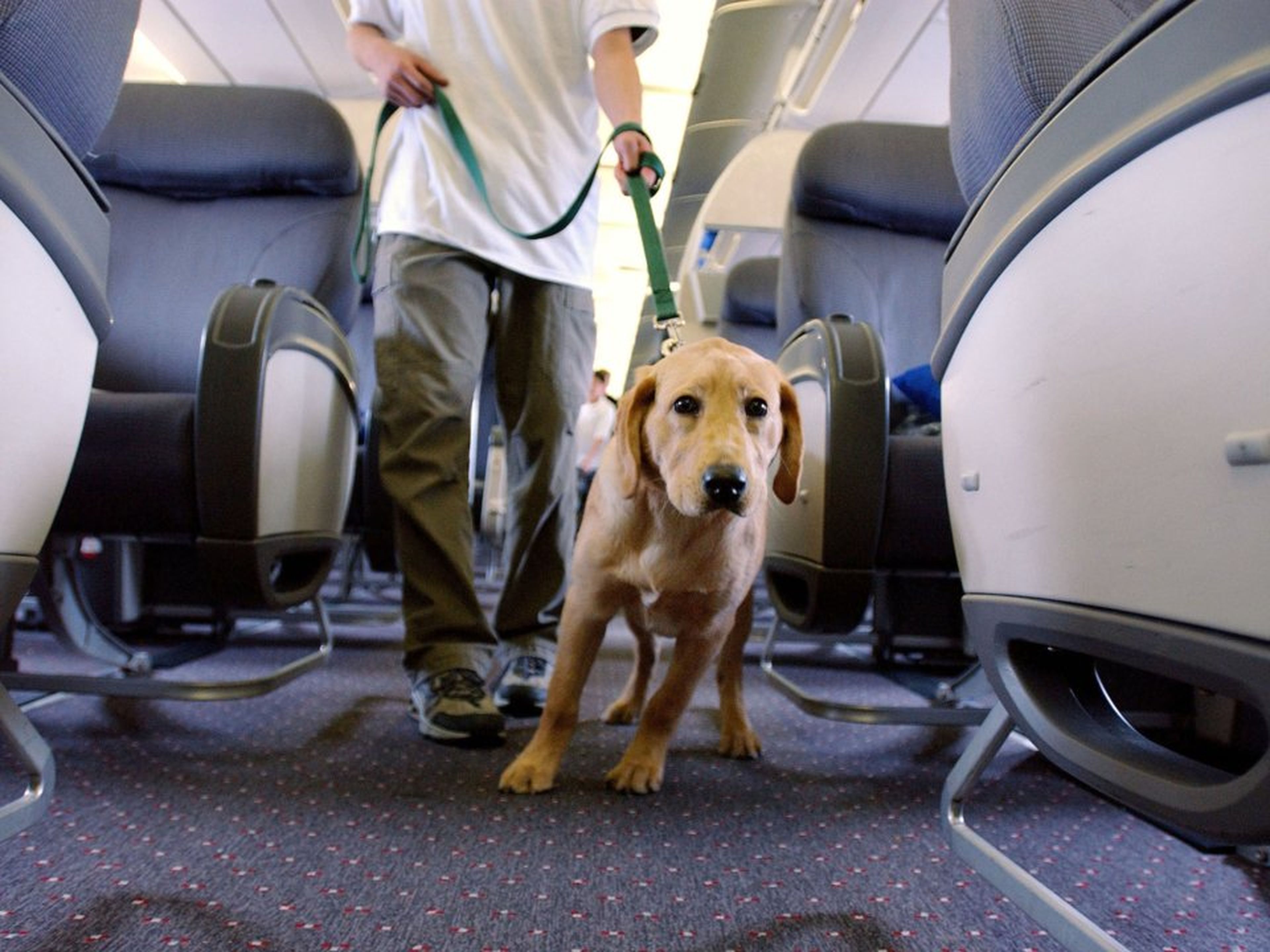 Un perro de apoyo en un avión.