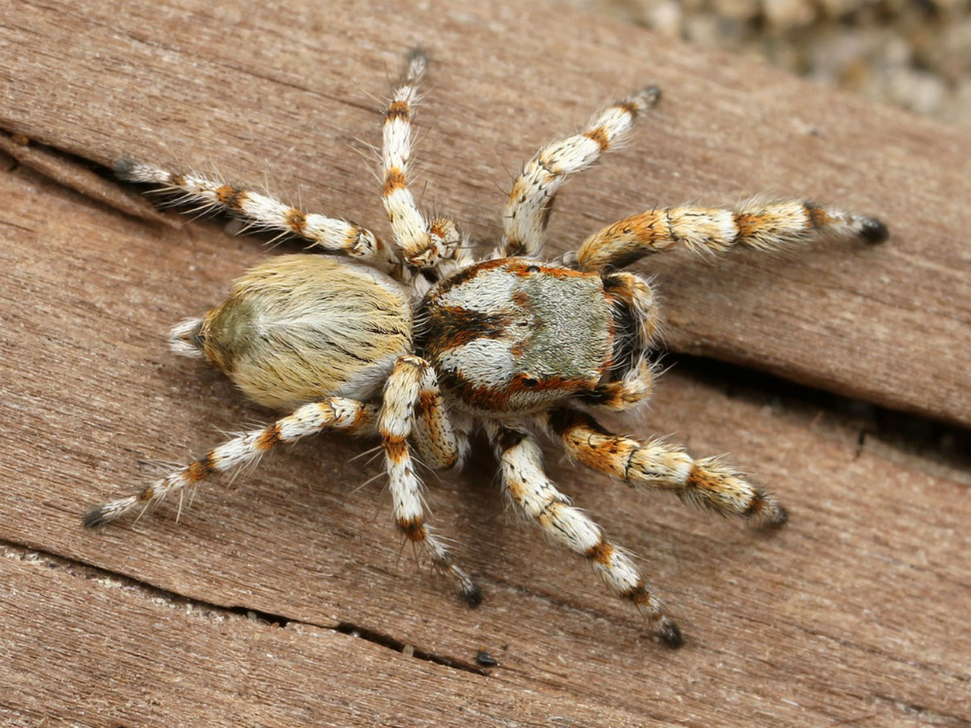 Паук фулл. Членистоногие паук Тарантул. Lycosa singoriensis самец. Тарантул Арахнид. Амурский Тарантул.