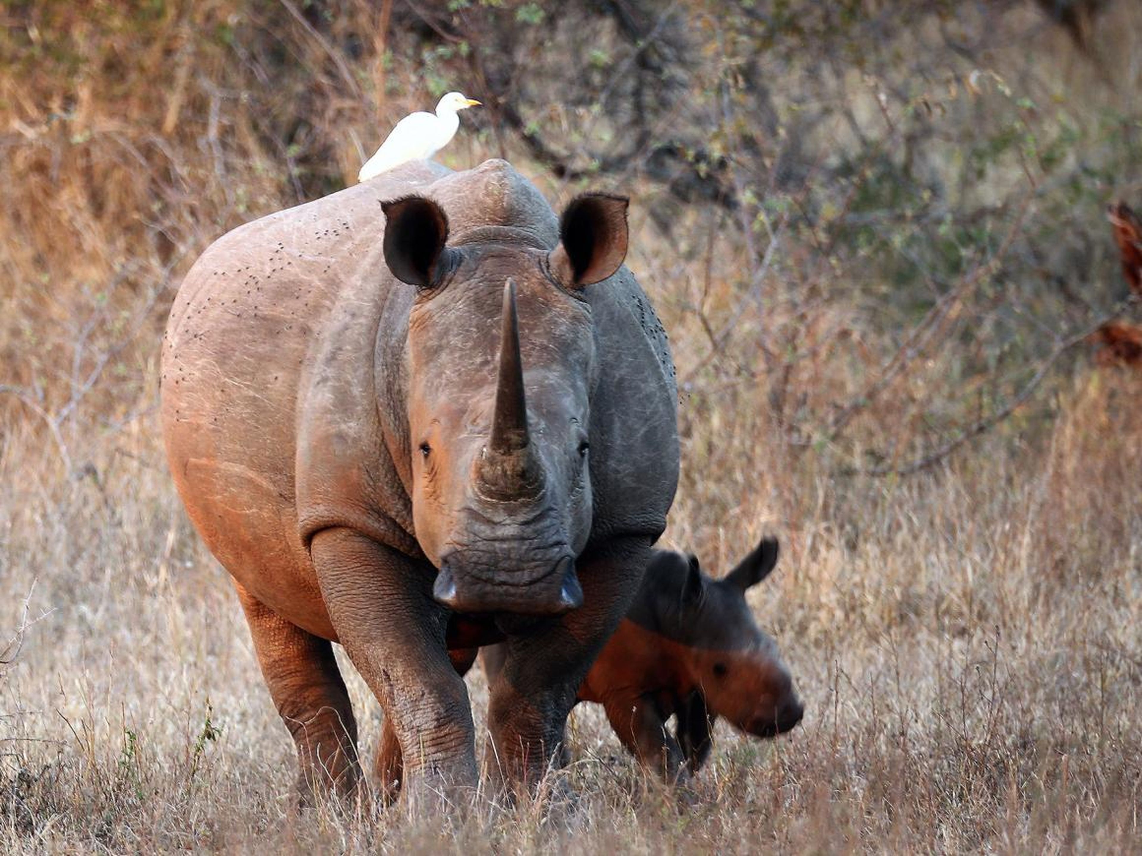 Both brothers are big game hunters, which can be very expensive. A 14-day white rhino hunt can cost $66,790.