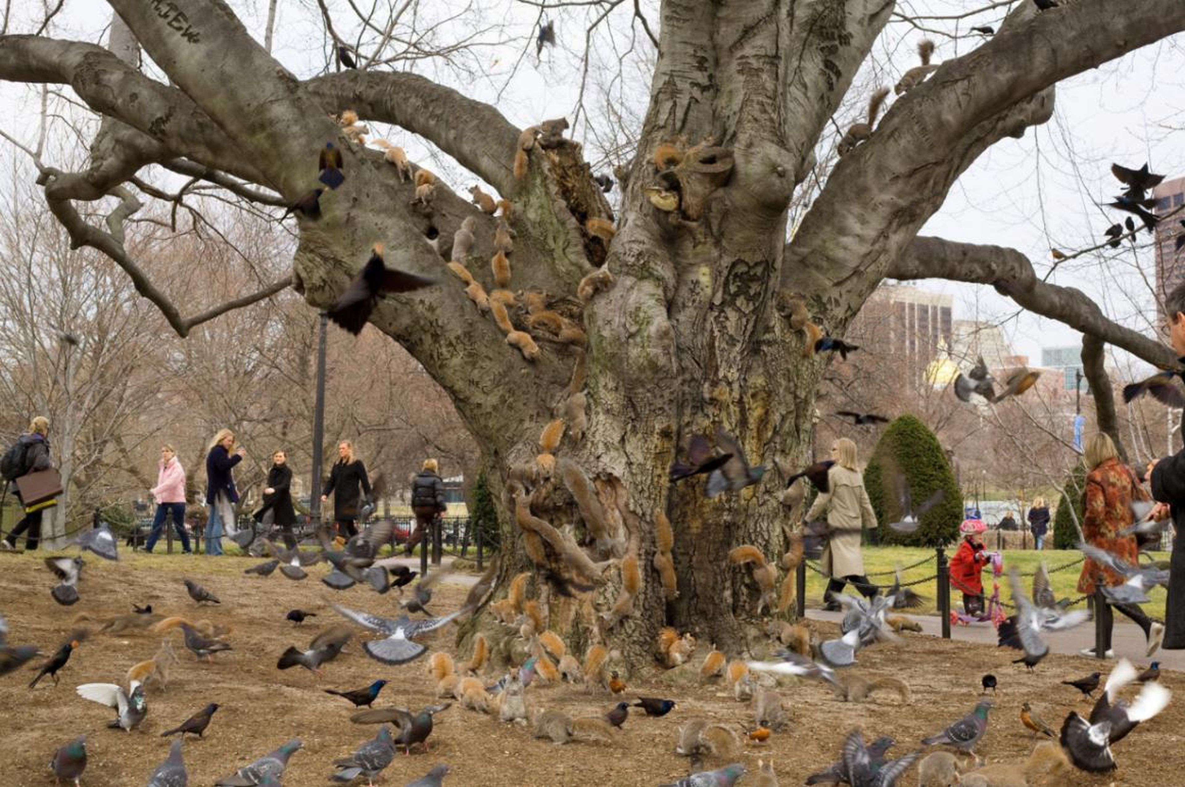 "Árbol, jardín público de Boston"