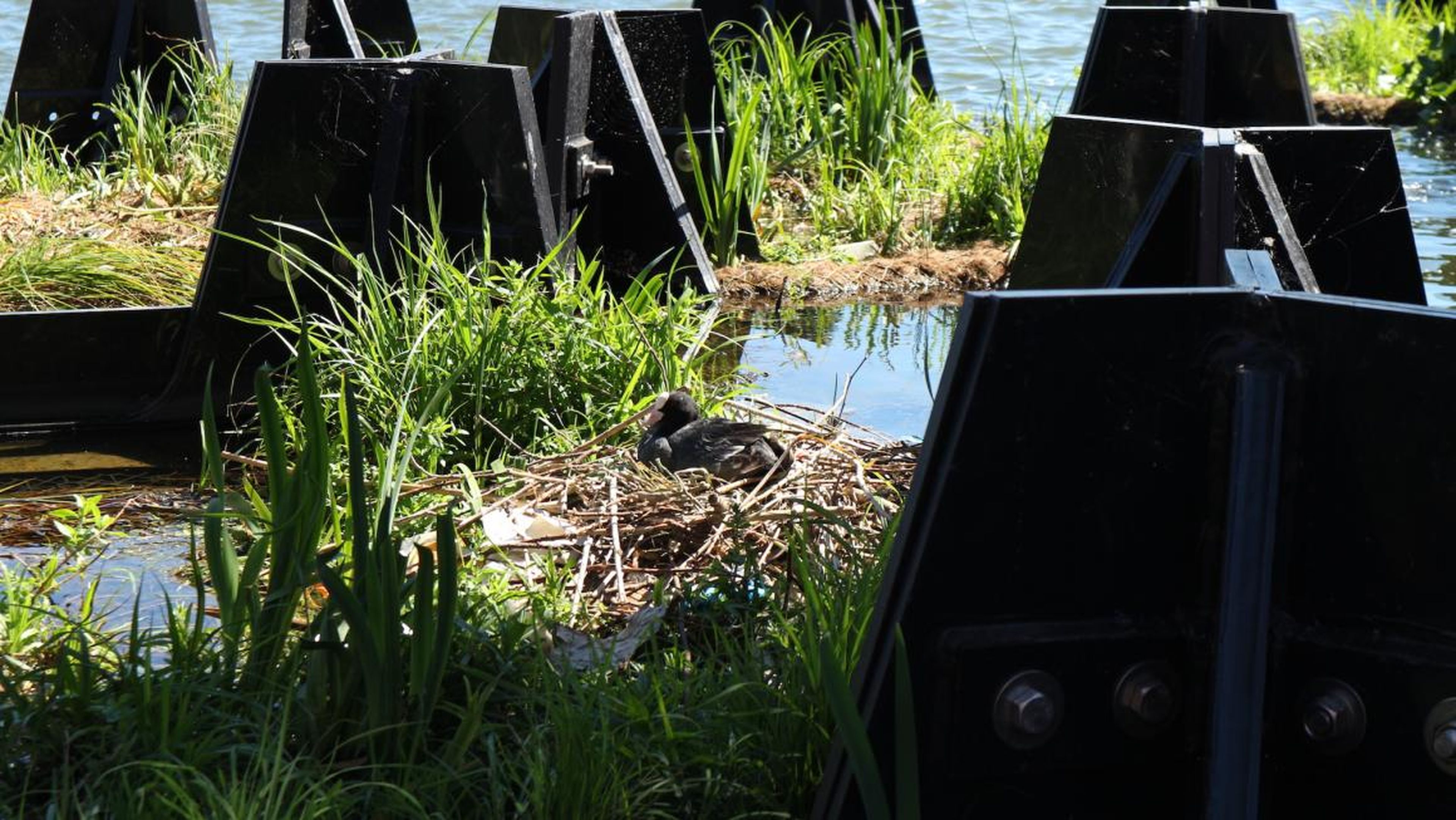 It's not just for humans, either. The Recycled Island Foundation says the park's plastic hexagons were designed to be prime habitat for native waterbirds, plants, fish, and even algae.
