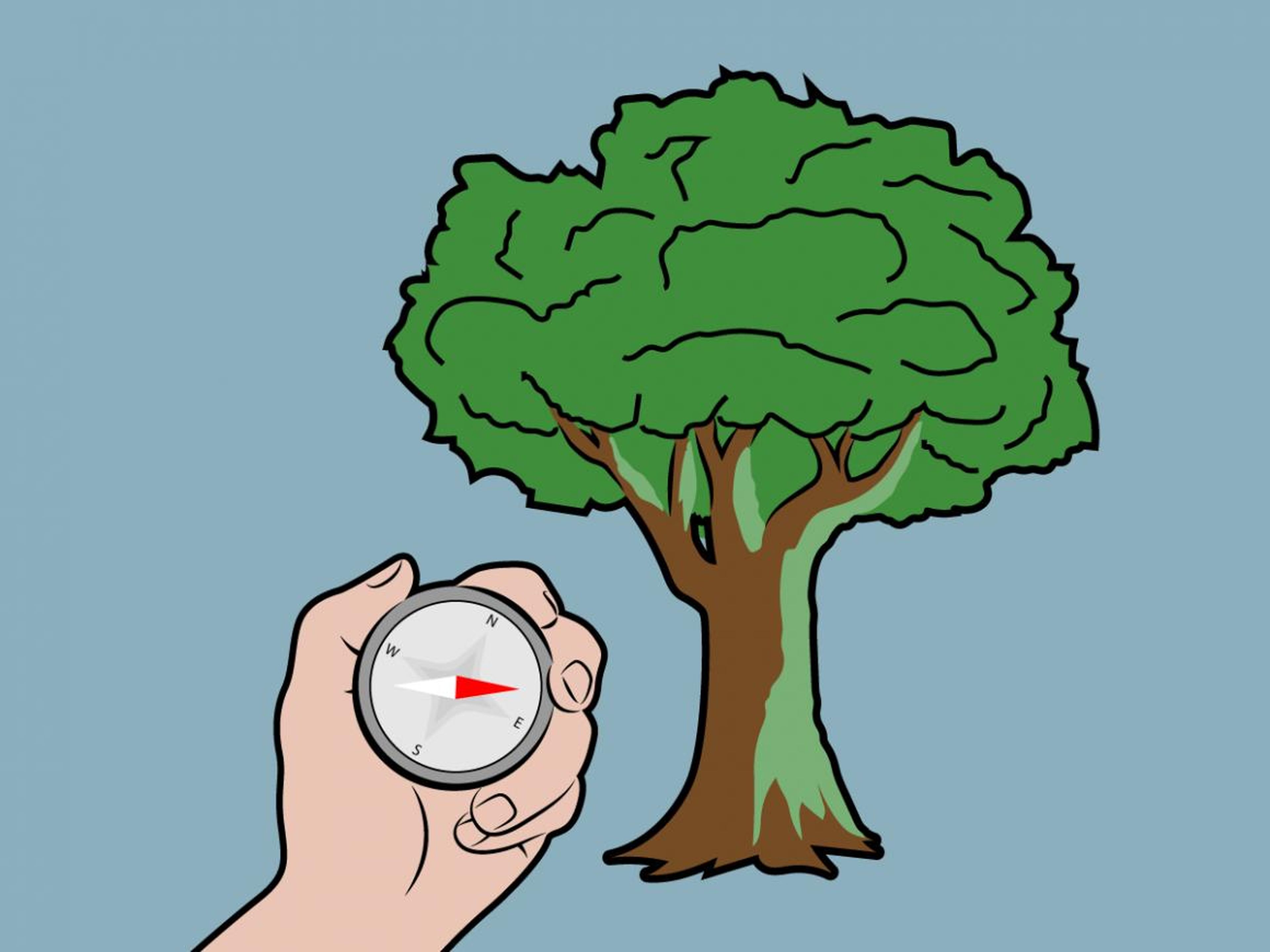Mito: El musgo está en el norte de un árbol