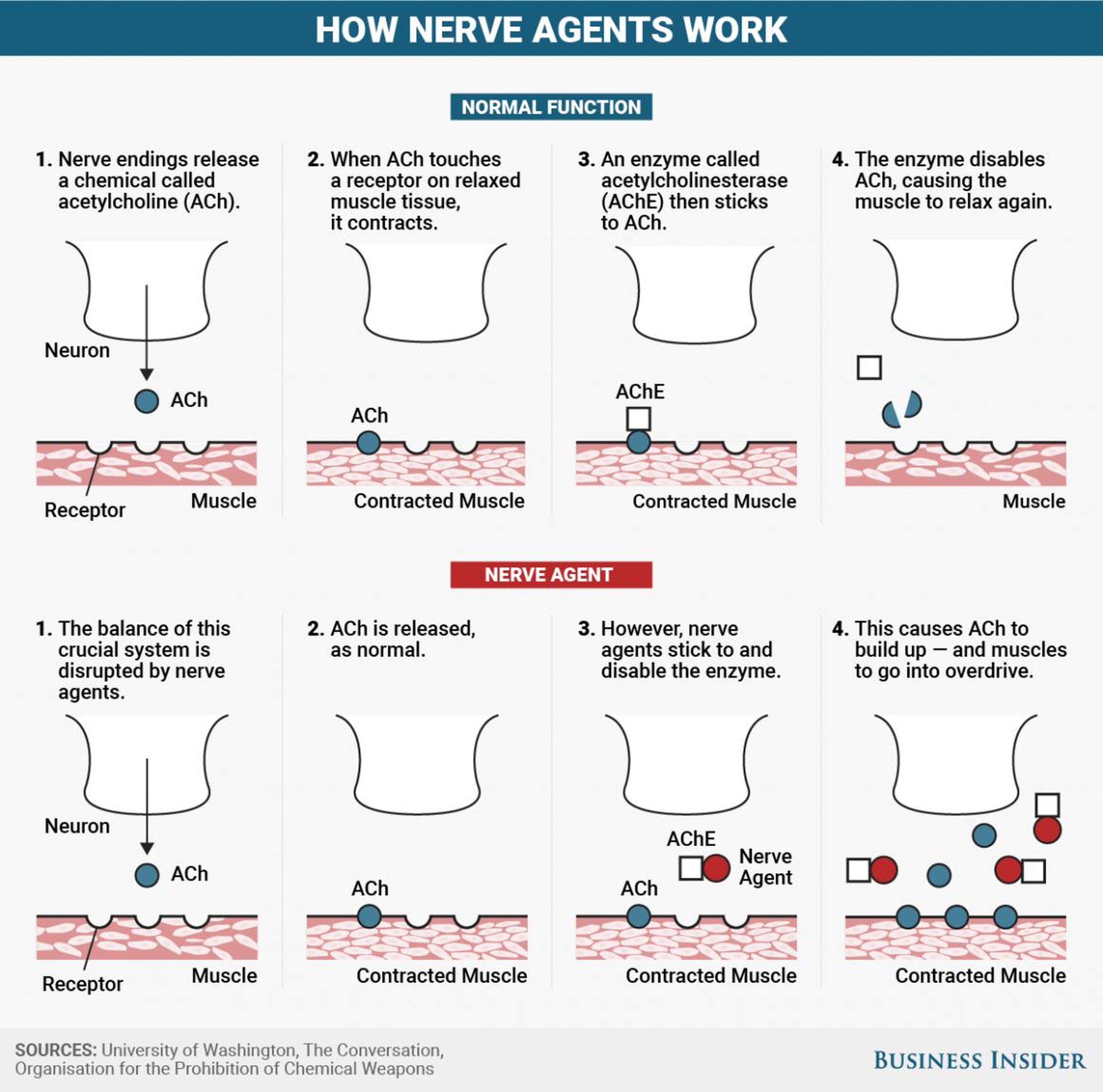 Nerve agents like tabun, sarin, soman, GF, and VX all target the connections between nerves and muscles.