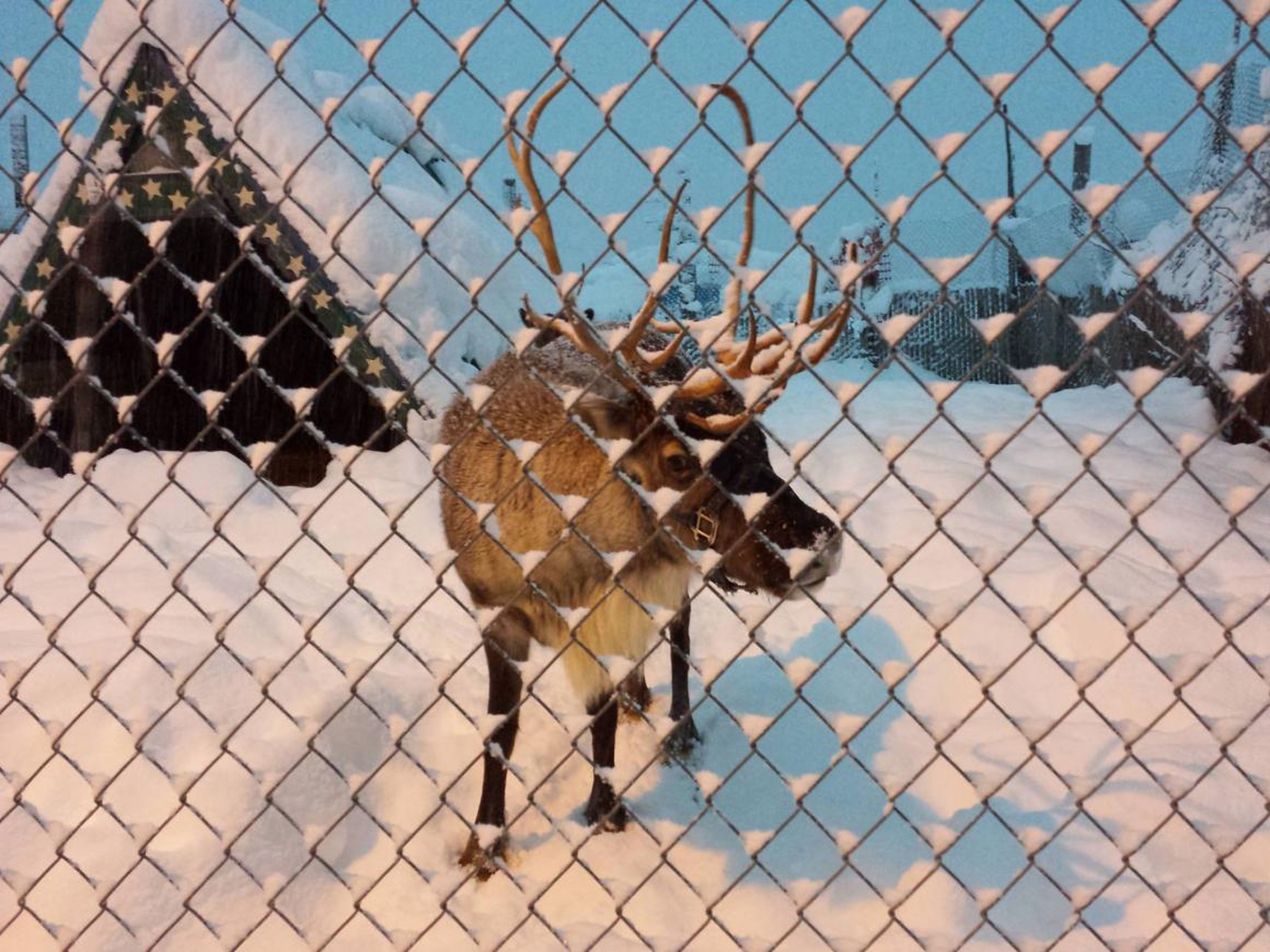 "There are reindeer in a pen right in front of the condo."