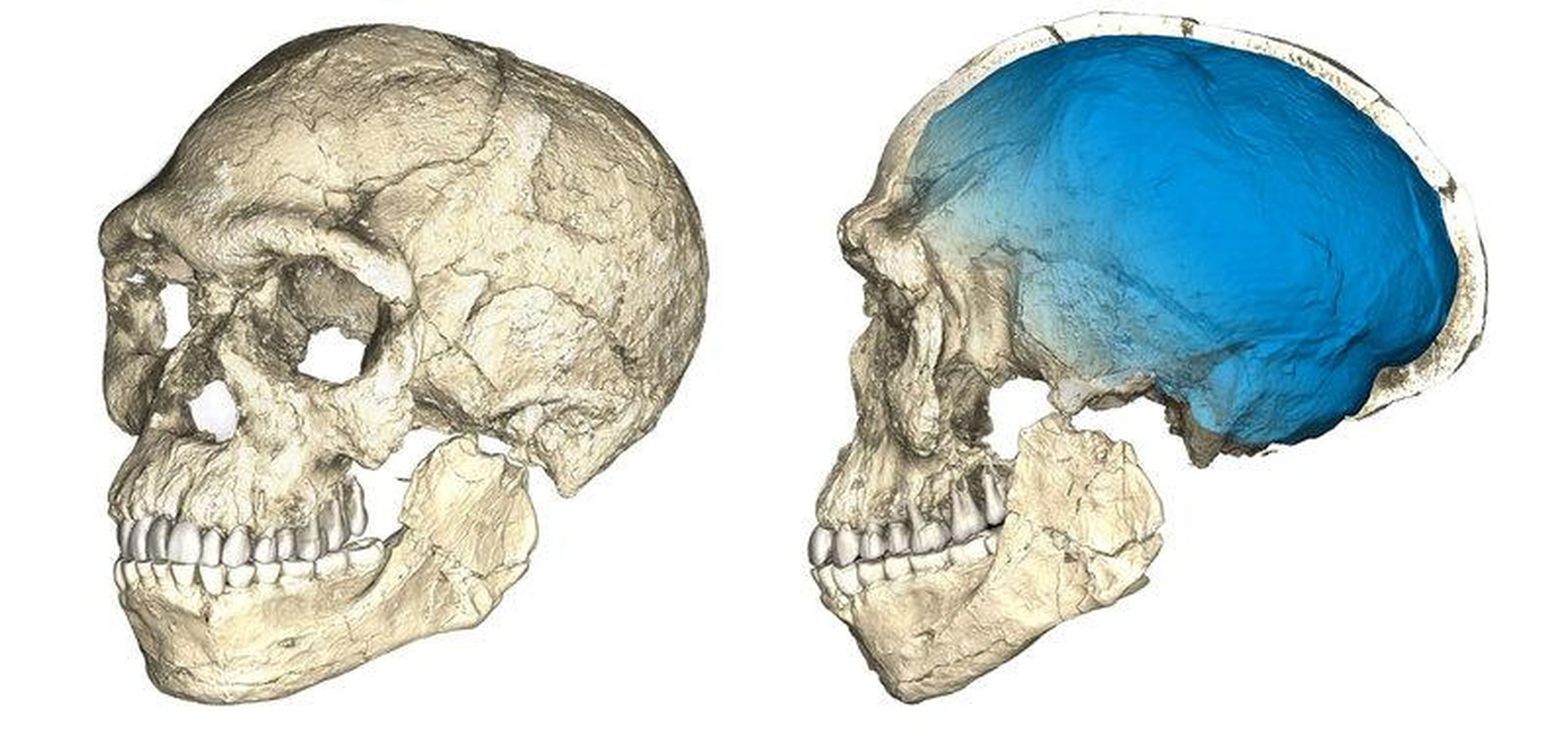 Two views of a composite reconstruction of the earliest known Homo sapiens fossils from Jebel Irhoud in Morocco.