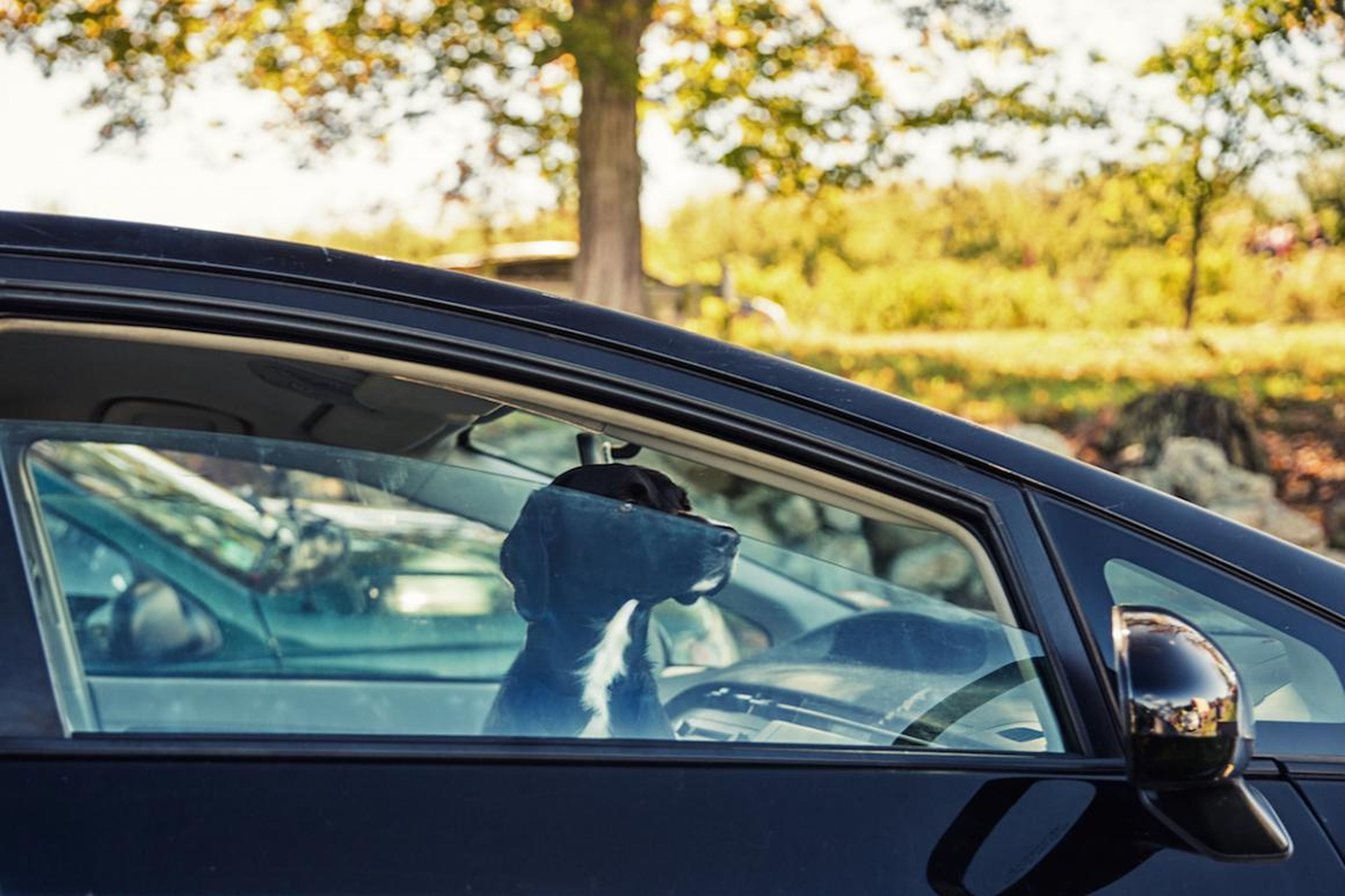 Las mascotas corren peligro si se las deja en el interior de un coche en verano.