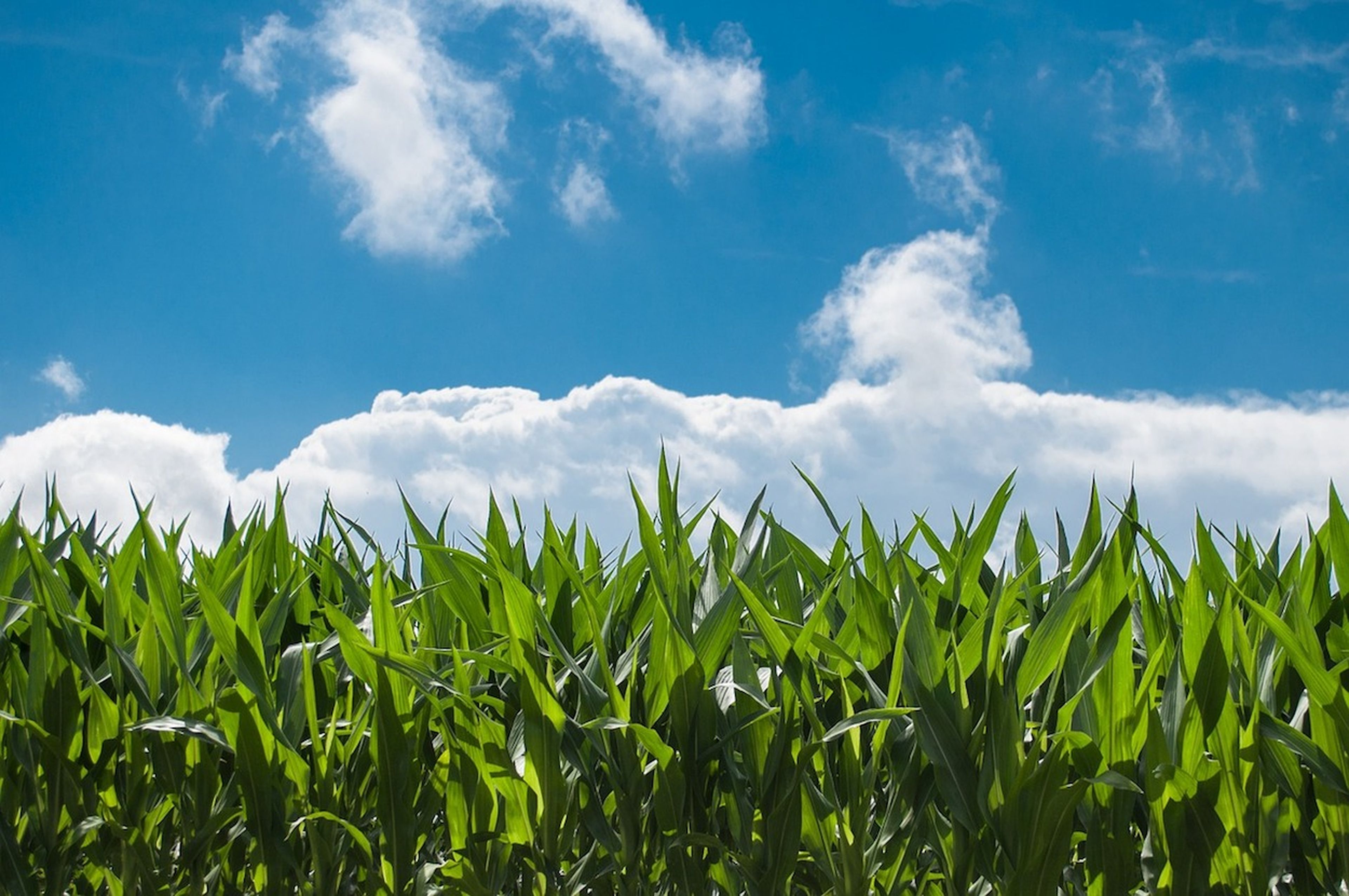 El amoniaco se utiliza como fertilizante en varios tipos de cultivo, como el de maíz.