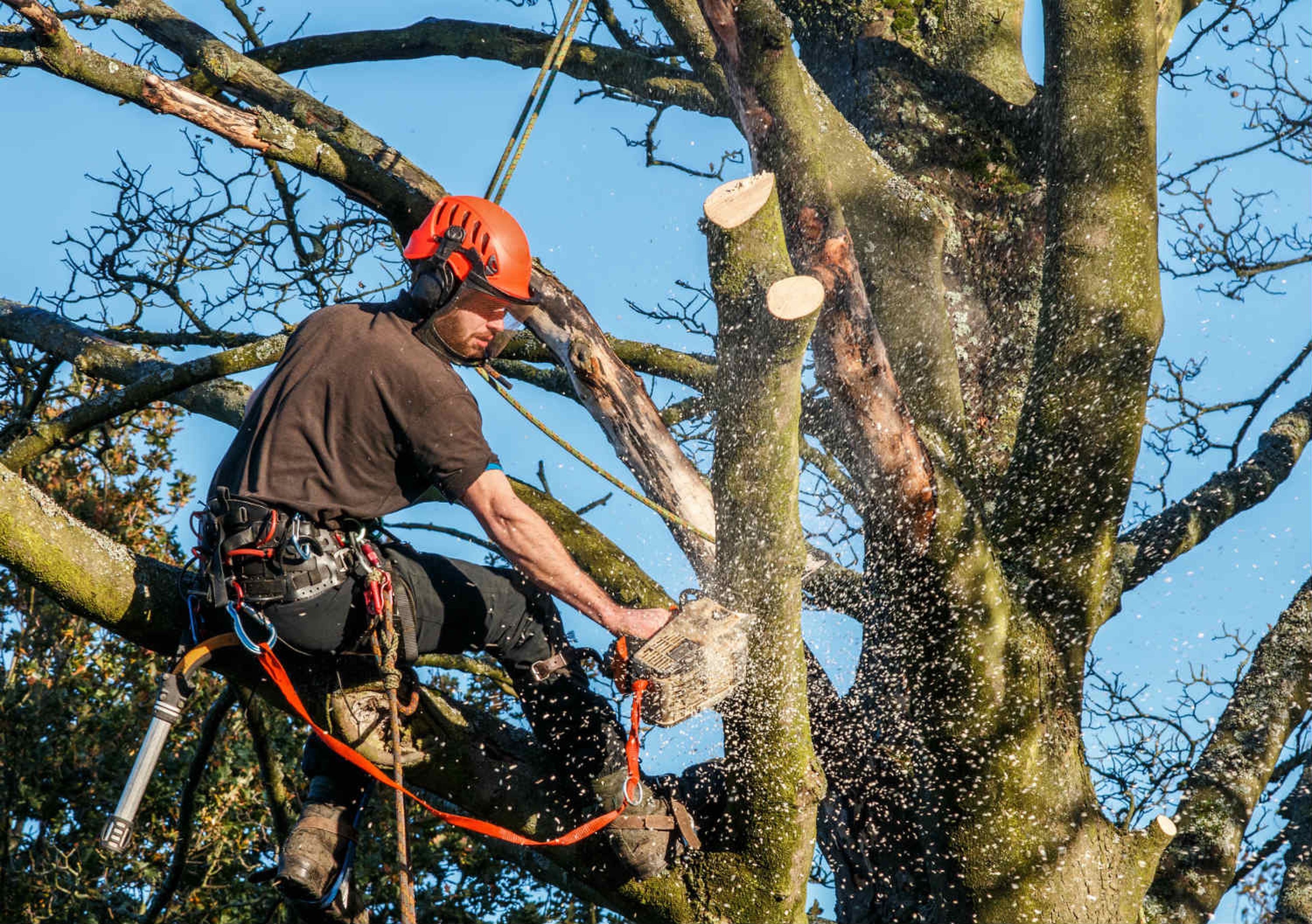 Un hombre tala las ramas de un árbol.